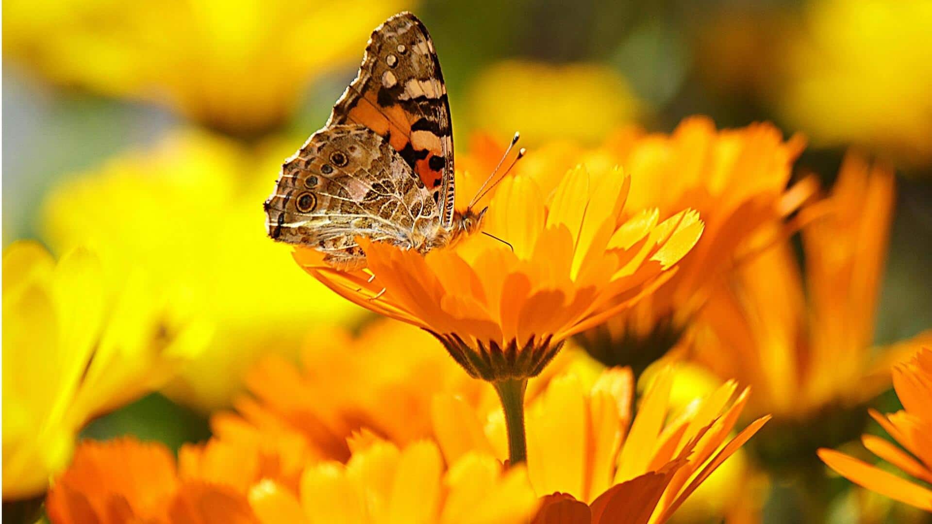 Bunga Liar India yang Ramah Penyerbuk untuk Kebun Anda