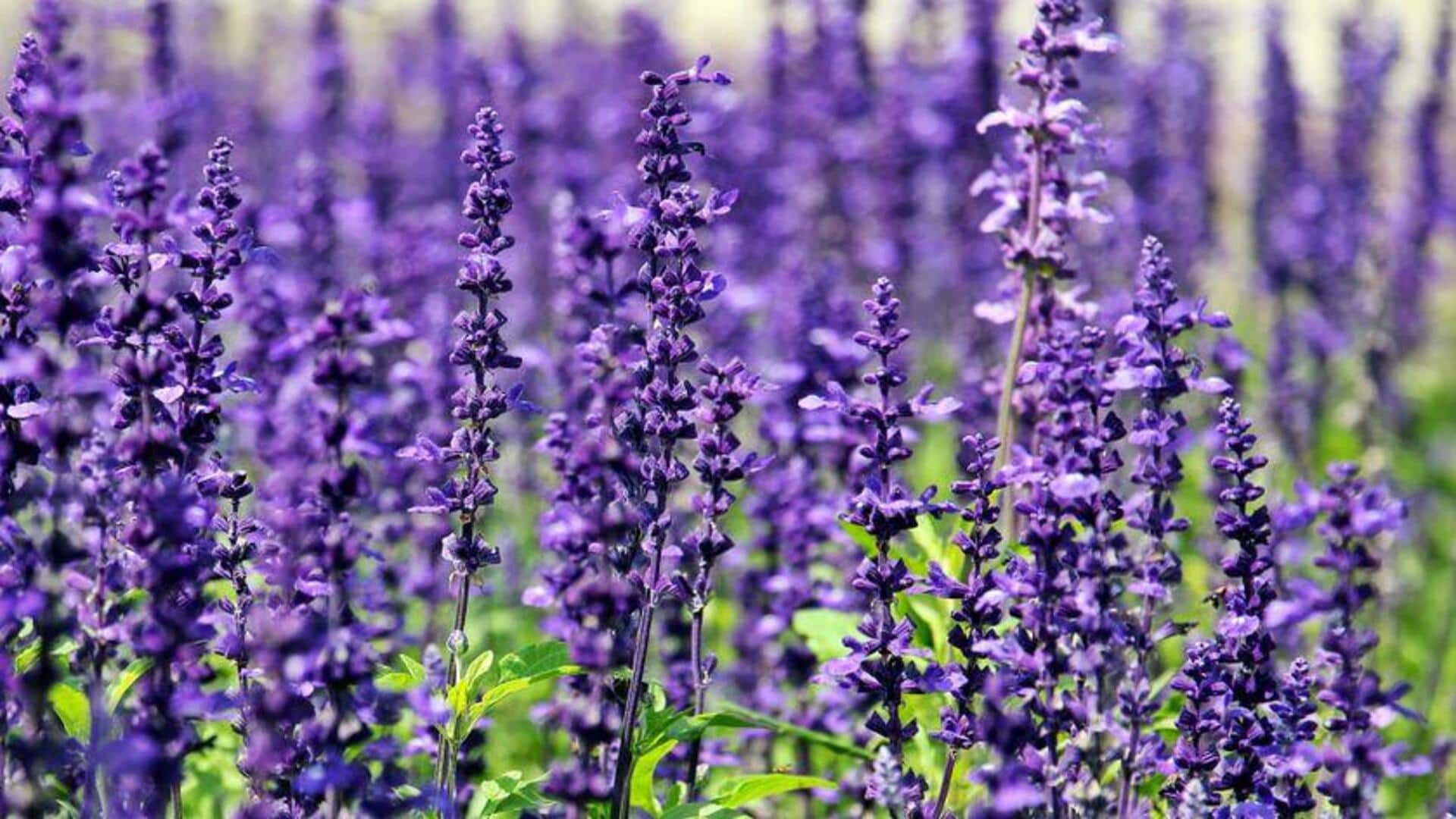 Cara Unik Menggunakan Lavender di Kebun Anda