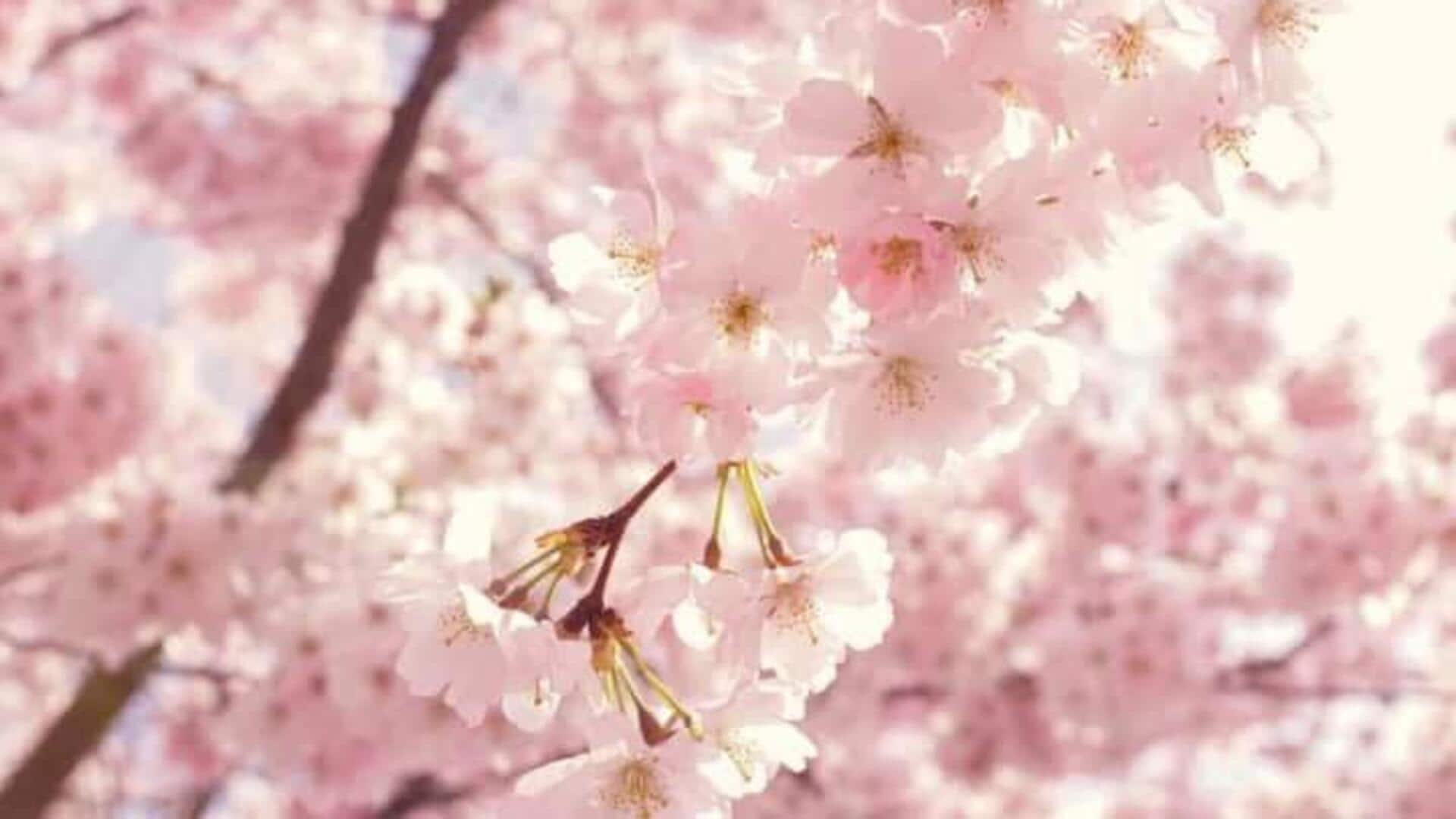 Sebuah Pesta Visual Dari Mekarnya Bunga Sakura Di Kyoto