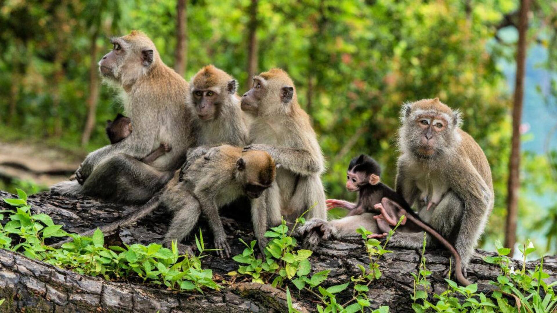 Mengungkap Kebiasaan Monyet yang Mengejutkan Mengungkap Kebiasaan Monyet yang Mengejutkan