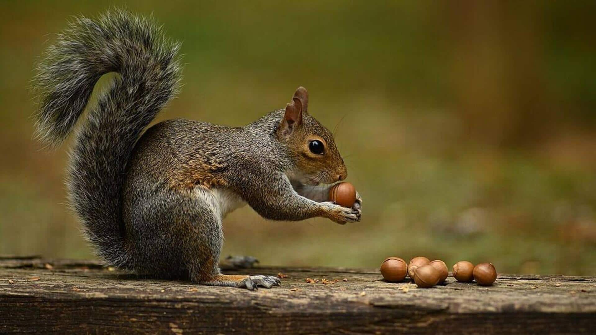 Mengungkap Kebiasaan Makan Tupai yang Mengejutkan