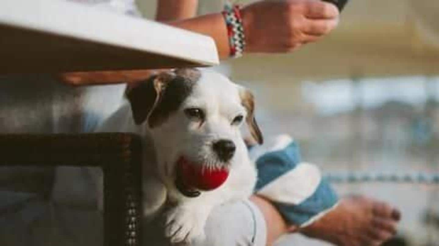 Cara menjaga anjing Anda tetap aktif (di dalam rumah) di musim salju ini