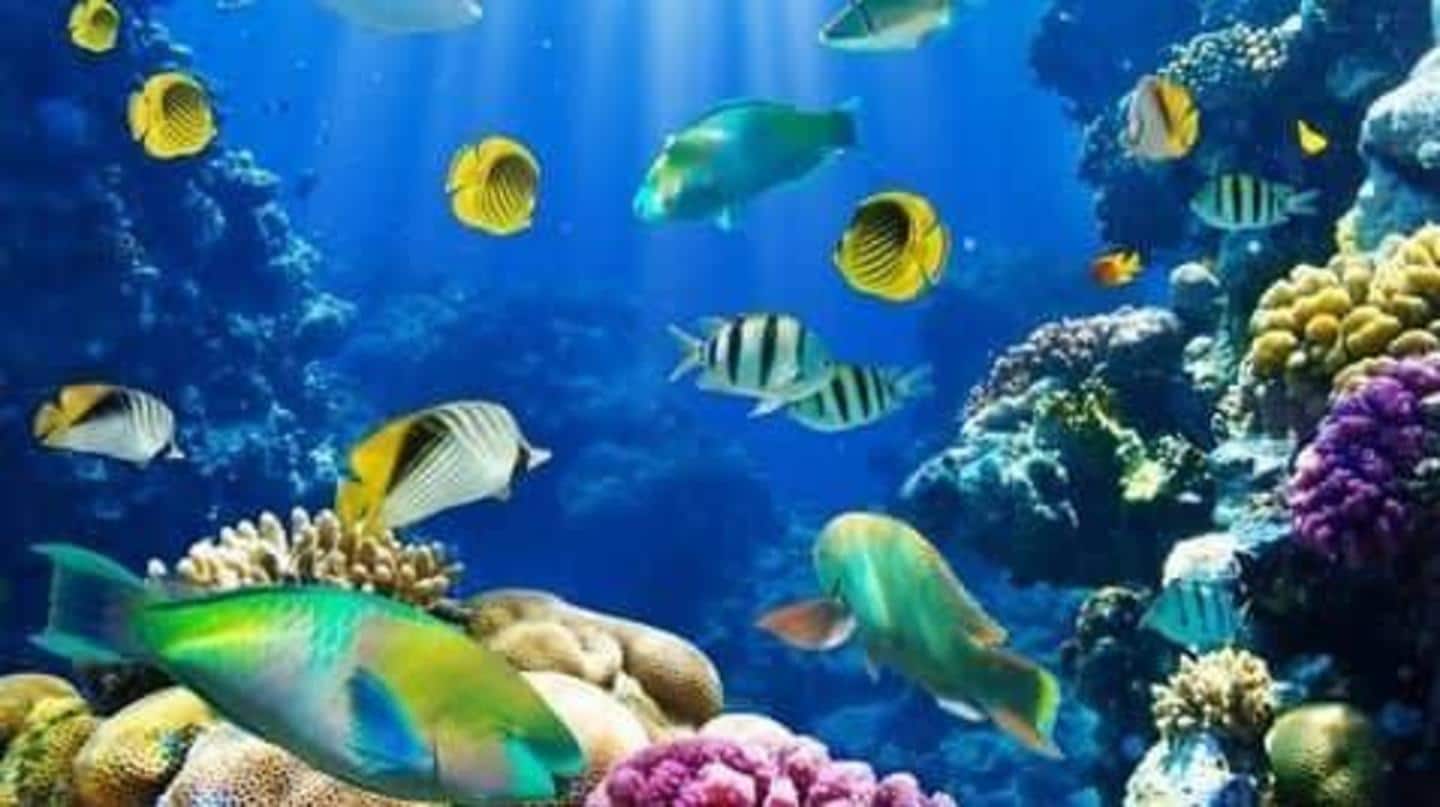 Lima makhluk laut paling berwarna dan indah