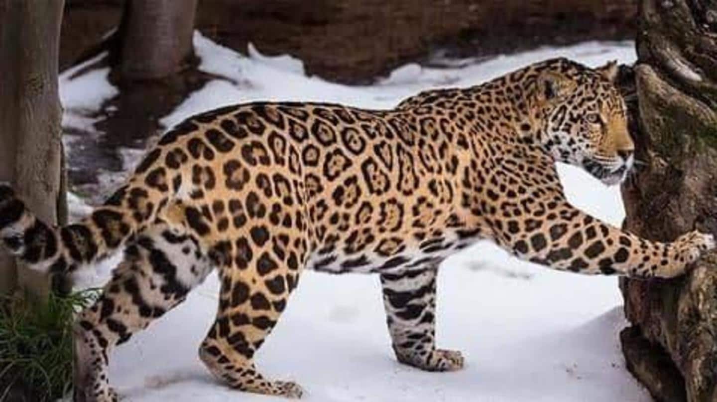 Lima fakta menarik tentang jaguar yang harus Anda ketahui