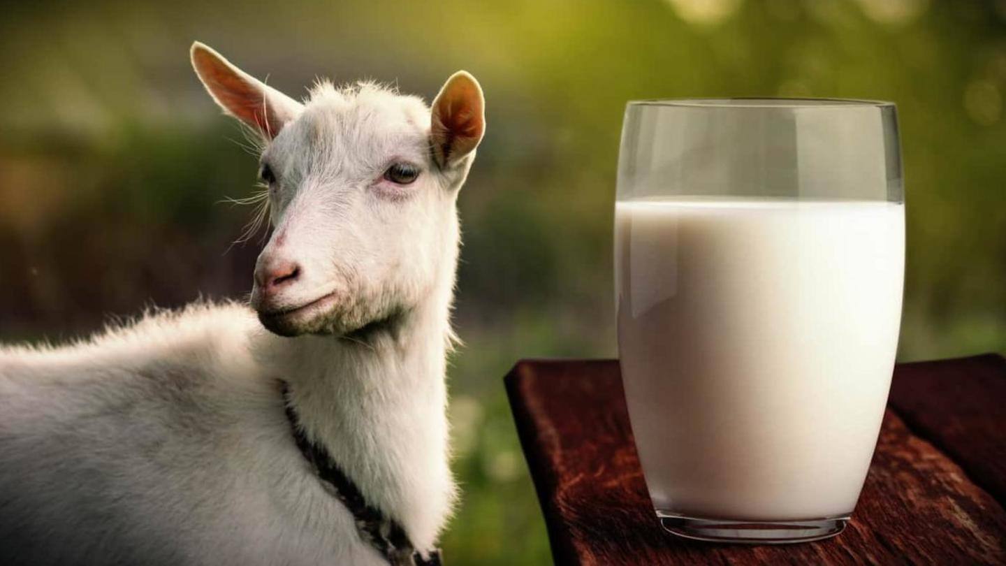 Susu kambing: Resep kecantikan yang berkhasiat untuk kulit