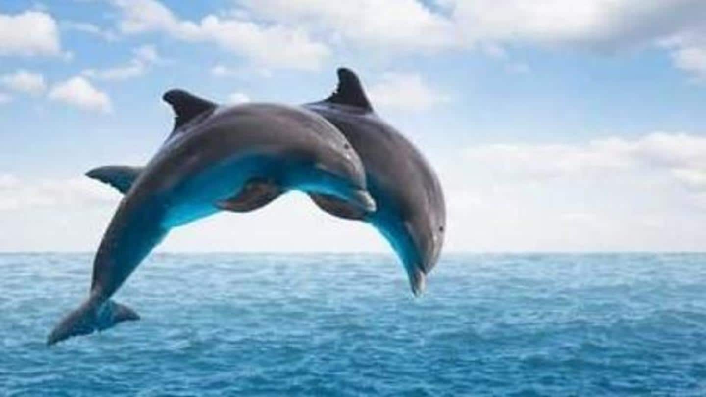 Enam fakta menakjubkan tentang lumba-lumba yang harus Anda ketahui