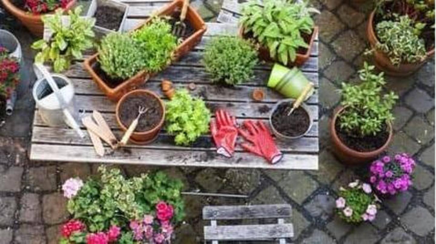 Inilah cara Anda mengatur kebun di rumah
