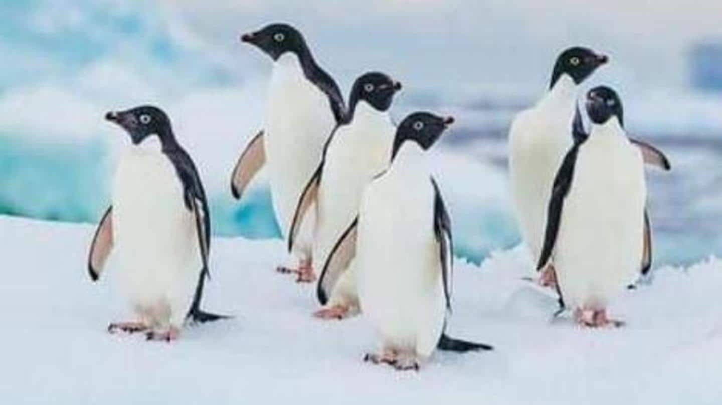 Lima fakta unik tentang penguin yang harus Anda ketahui