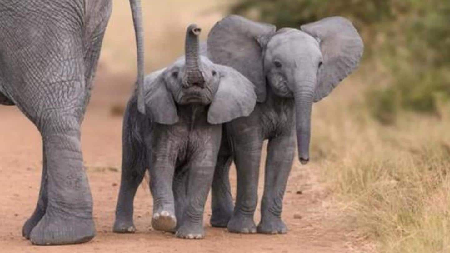 Suka gajah? Inilah 8 fakta tentang mereka yang kurang diketahui