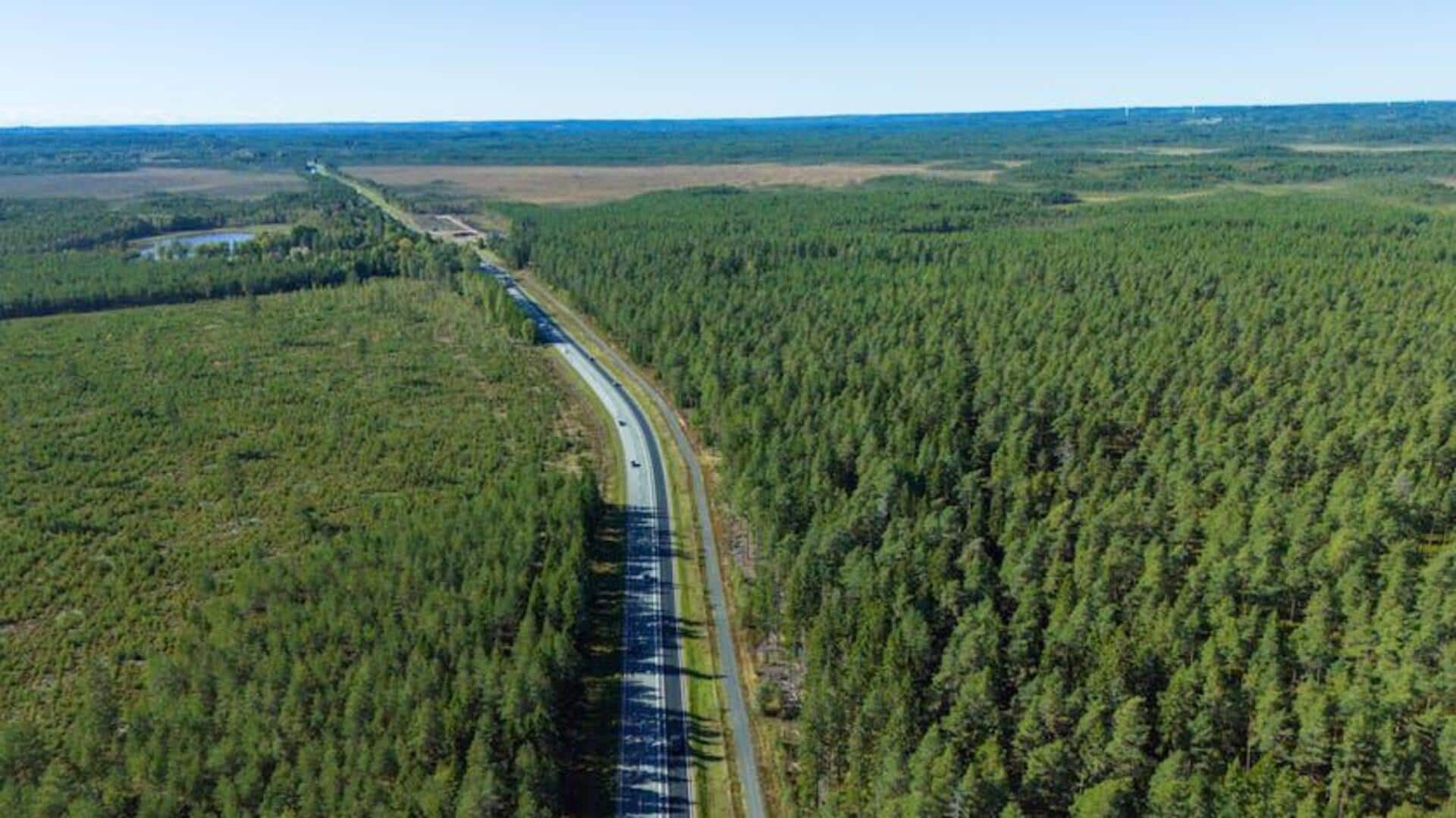 Lima Hutan Pinus Menawan di Swedia Selatan