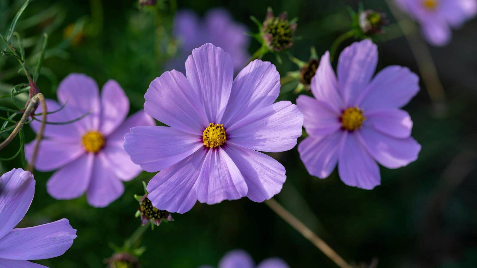 Menarik Lebah dengan Taman Bunga Liar Berwarna-warni