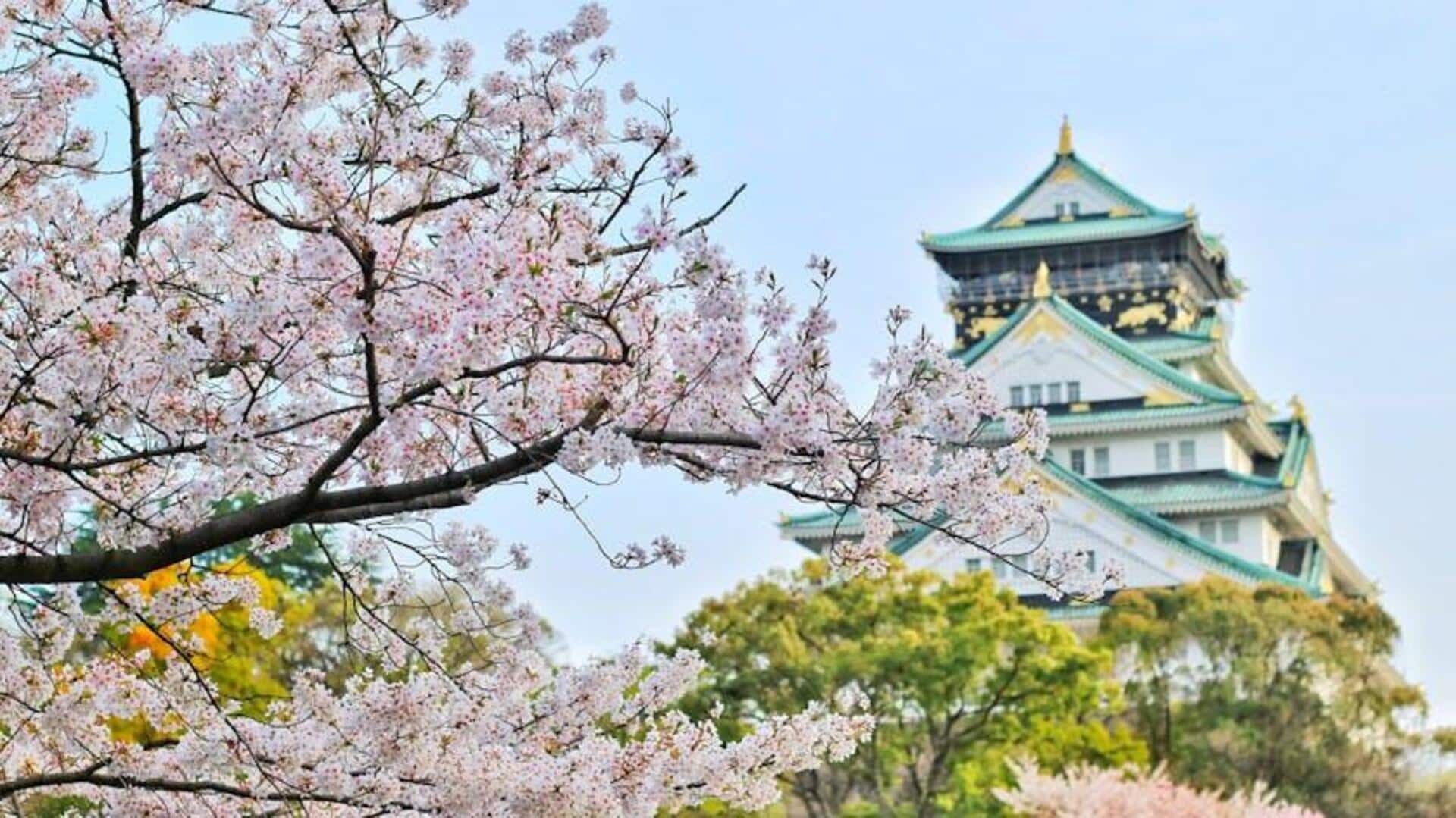 Menikmati Keindahan Sakura di Jepang