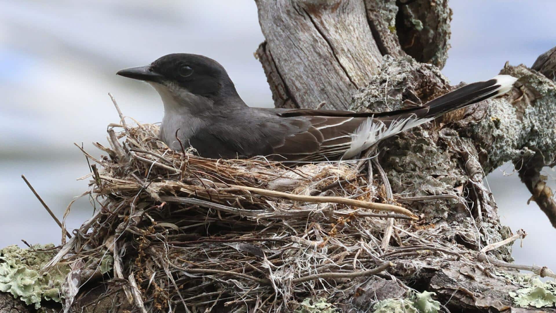Mengungkap Rahasia Warna Tumbuhan yang Digunakan Kingbird untuk Kamuflase Sarang