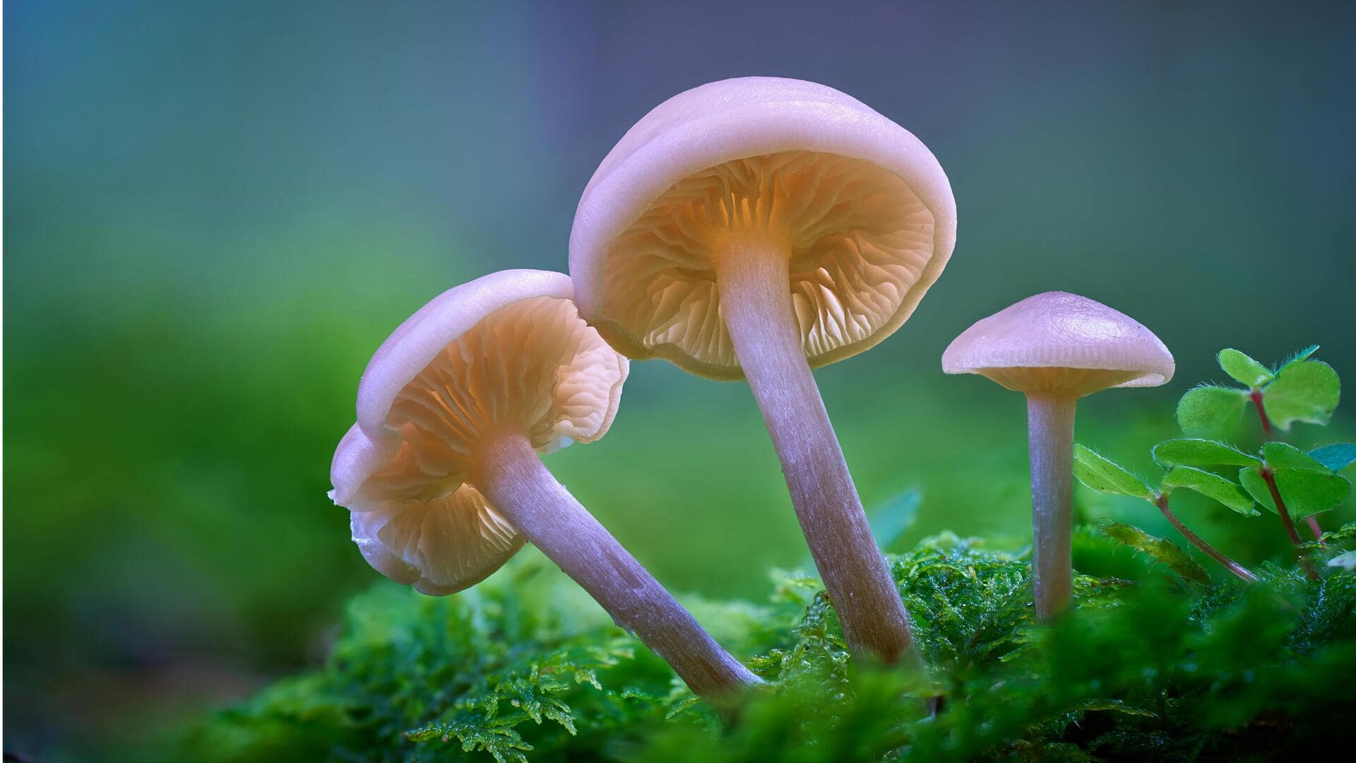 Lima Fakta Mengejutkan tentang Jamur dalam Teknologi Lingkungan