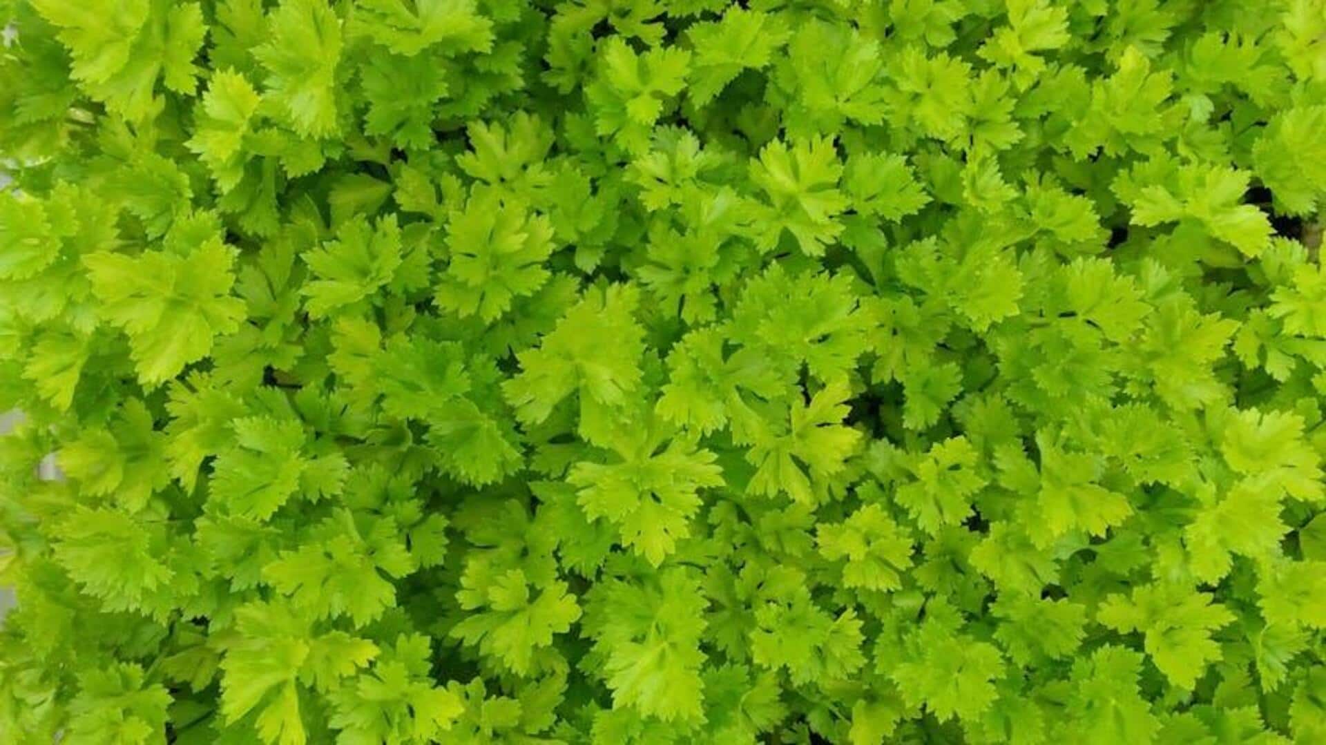 Lima Herba Unik untuk Memperkaya Kebun Rumah Anda