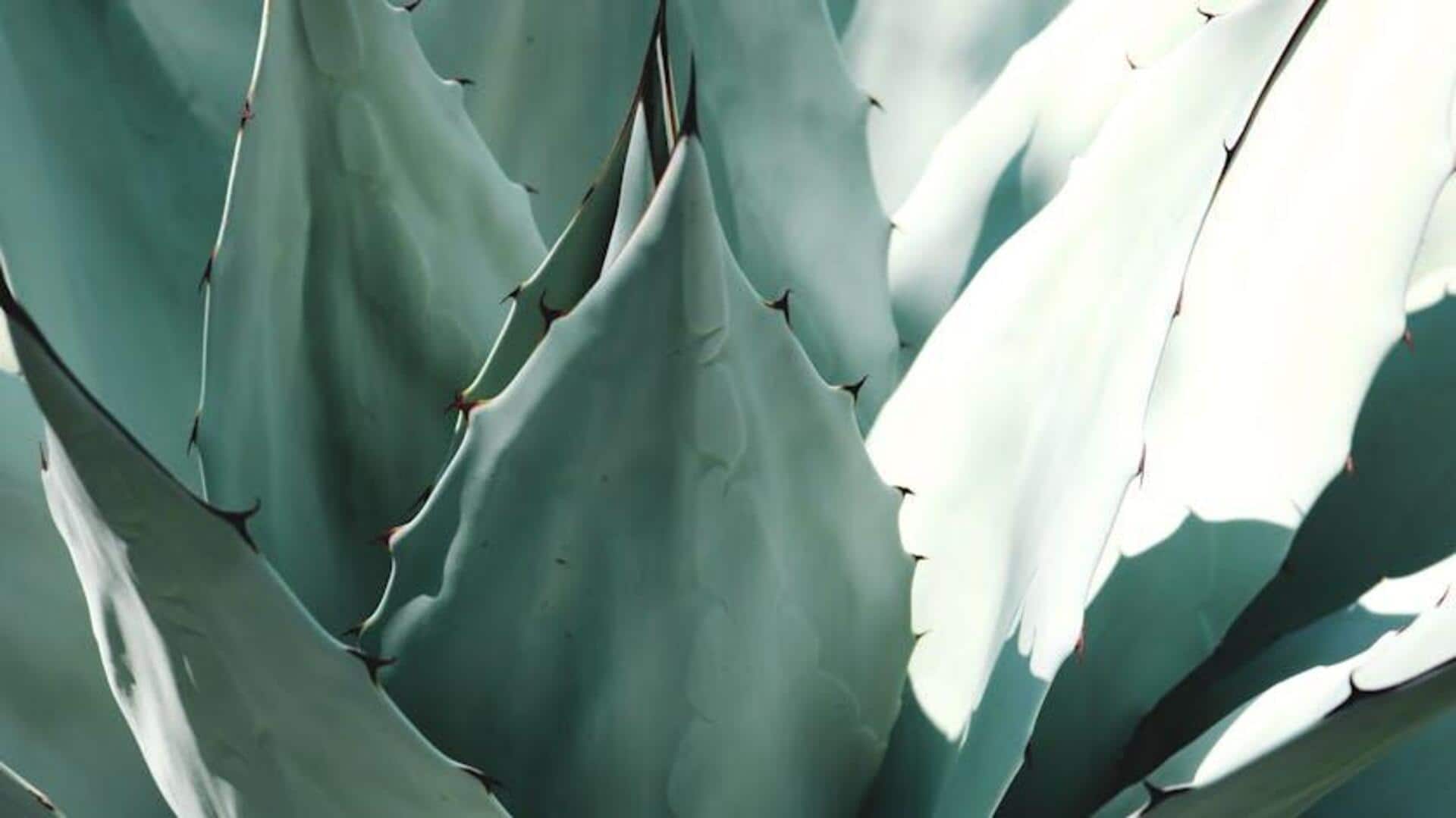 Rahasia Pertumbuhan Tanaman Agave di Ruang Kecil