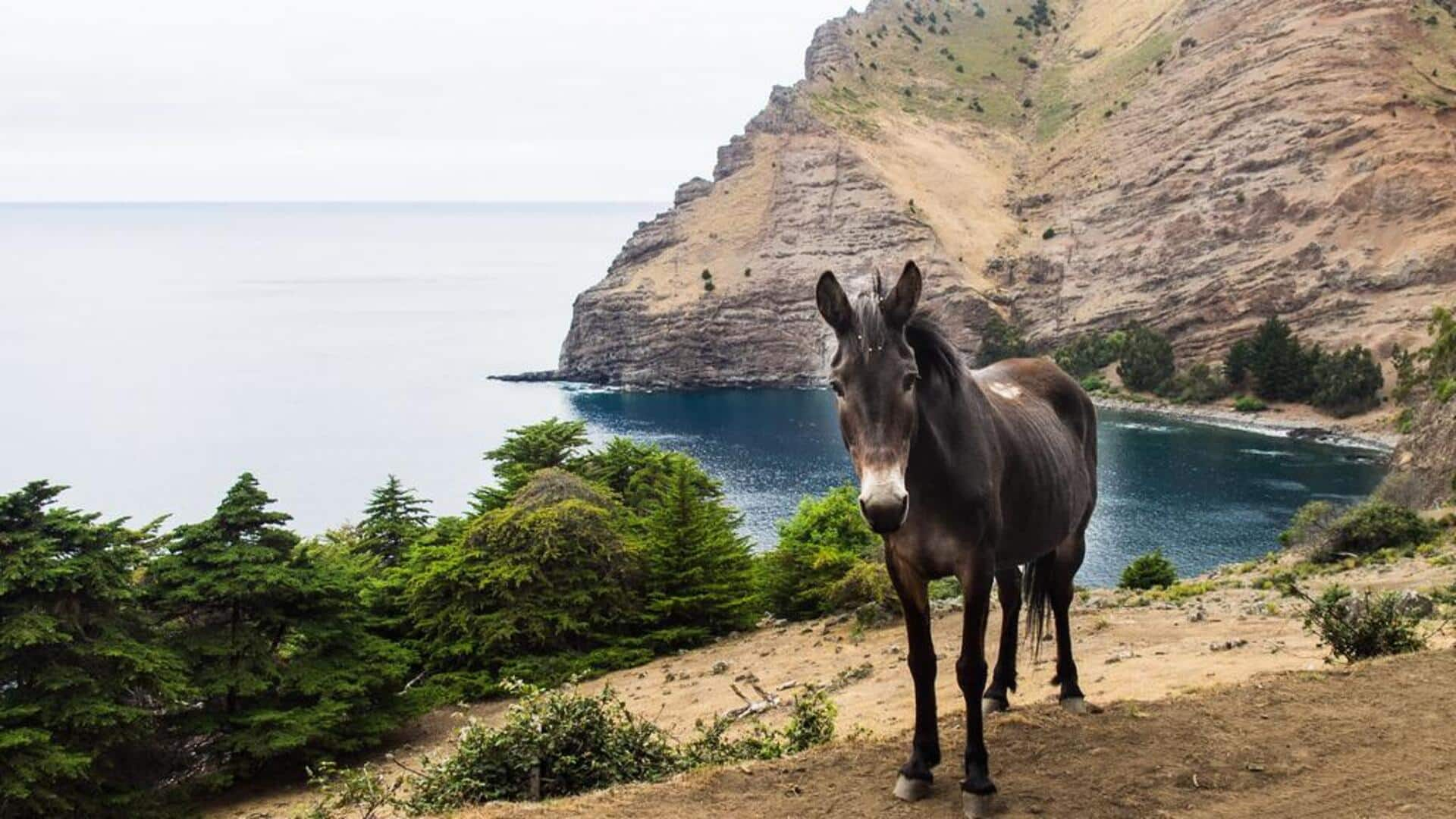 Menjelajahi keindahan Kepulauan Juan Fernandez, Chili