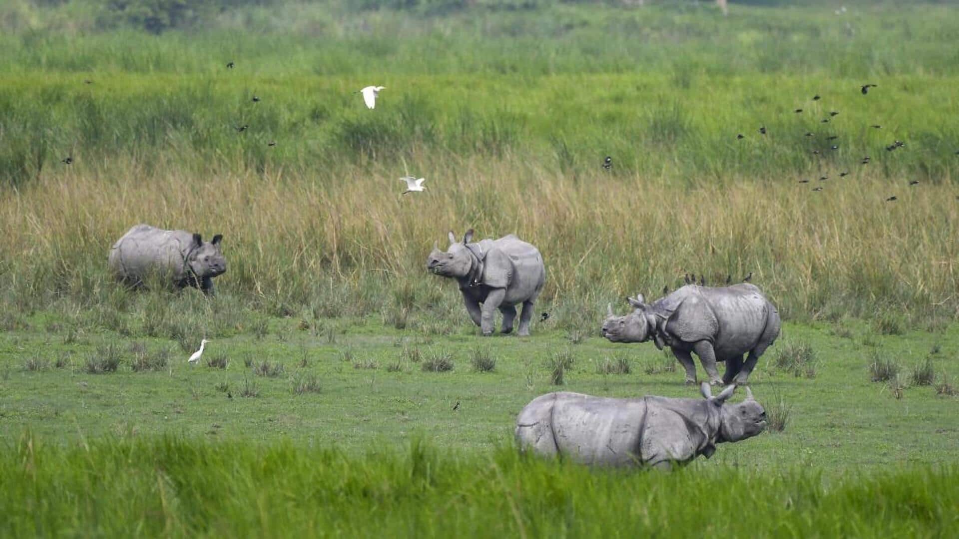 Mengungkap Fakta Tersembunyi tentang Jejak Unik Badak