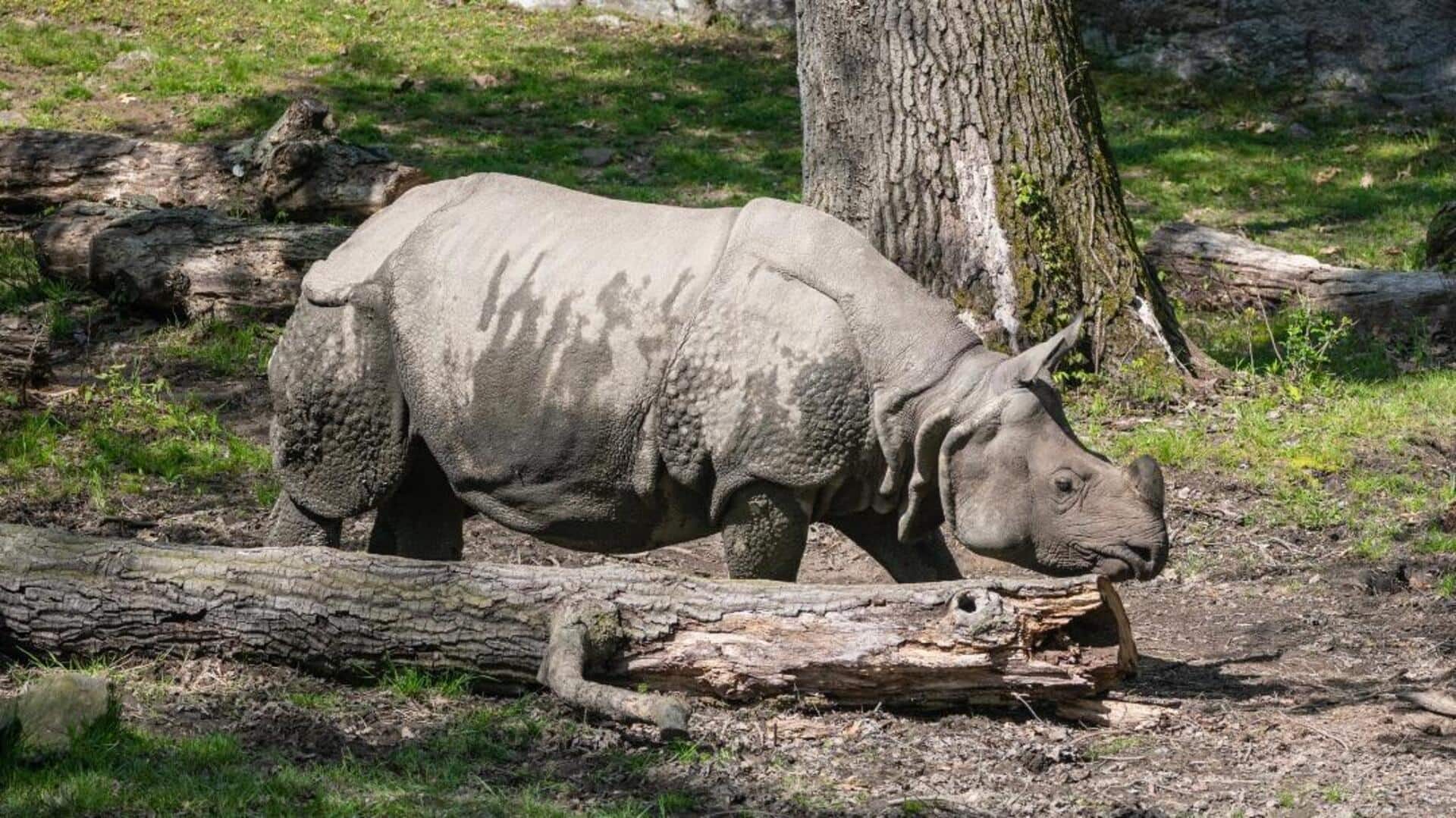 Lima Trik Unik dari Badak dalam Merawat Diri