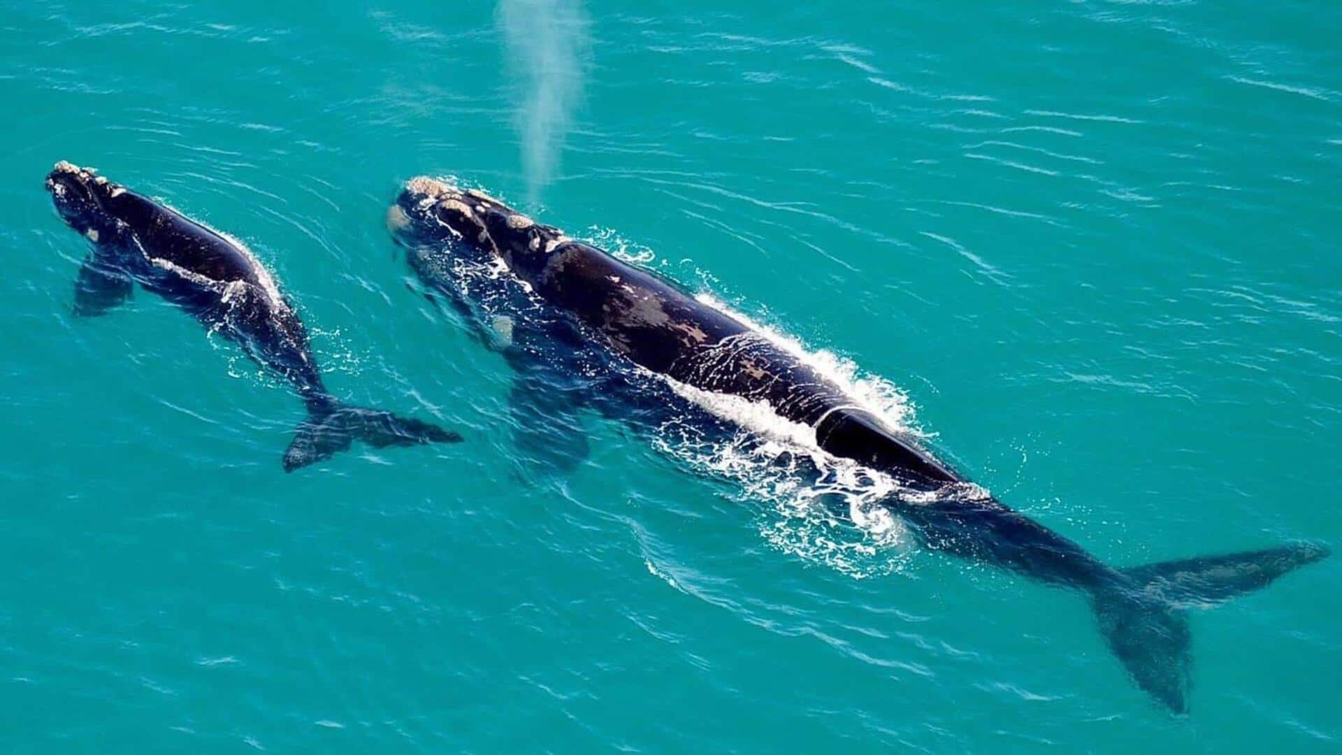 Petualangan mengamati paus di Hermanus, Afrika Selatan