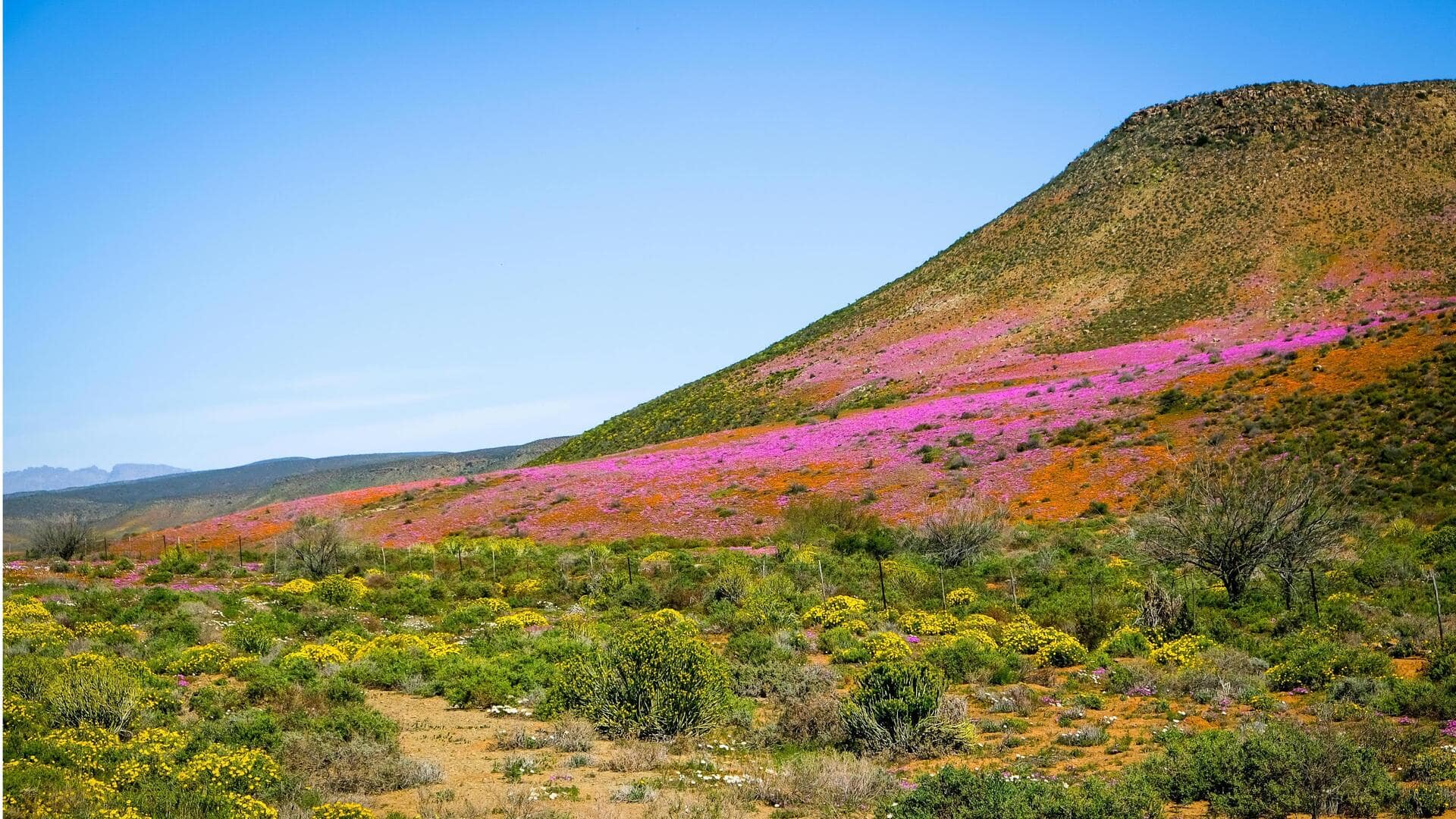 Menikmati Keindahan Bunga Liar di Namaqualand, Afrika Selatan