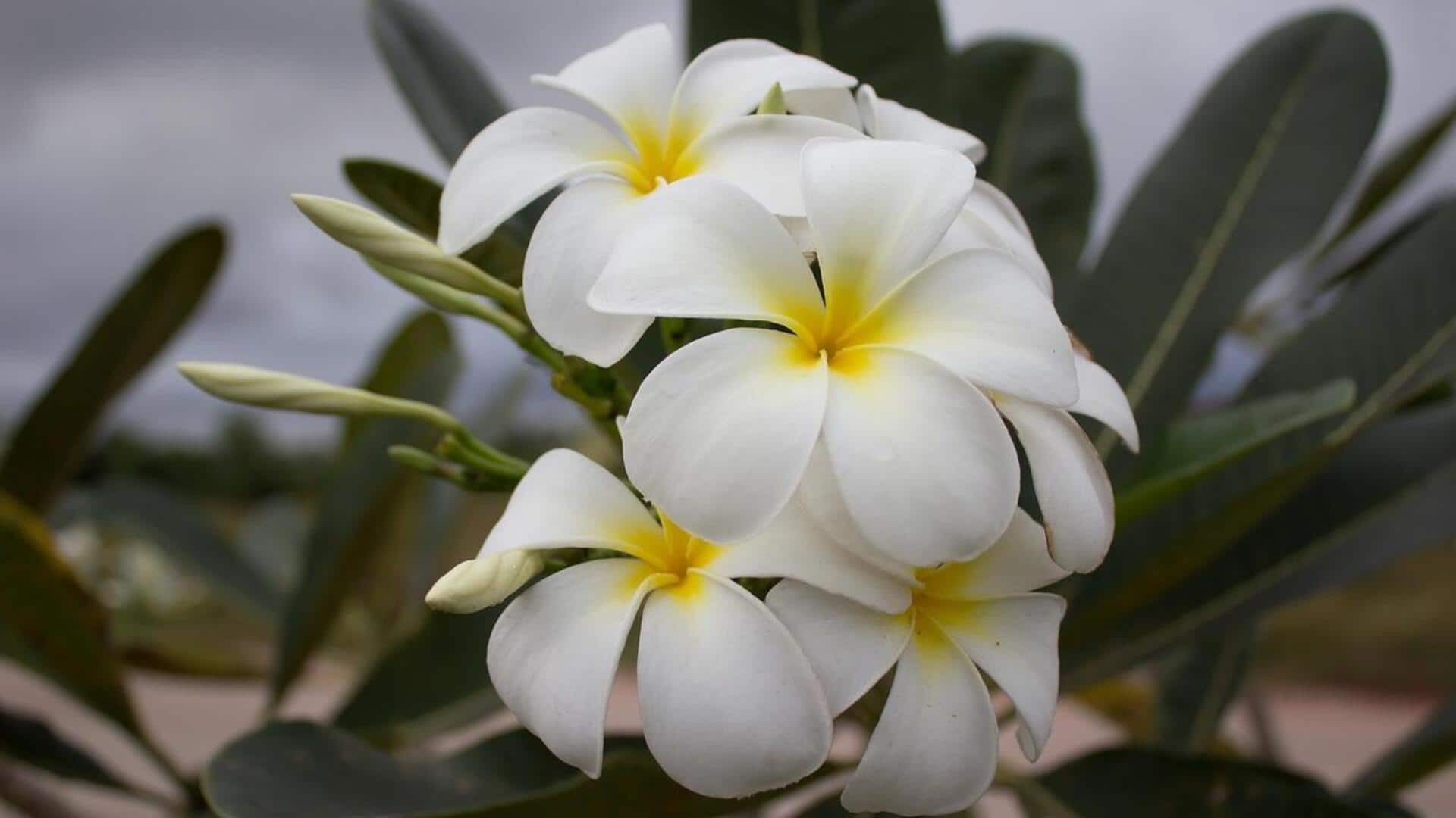 Lima Hidangan Unik Berbahan Dasar Bunga Kamboja yang Wajib Dicoba