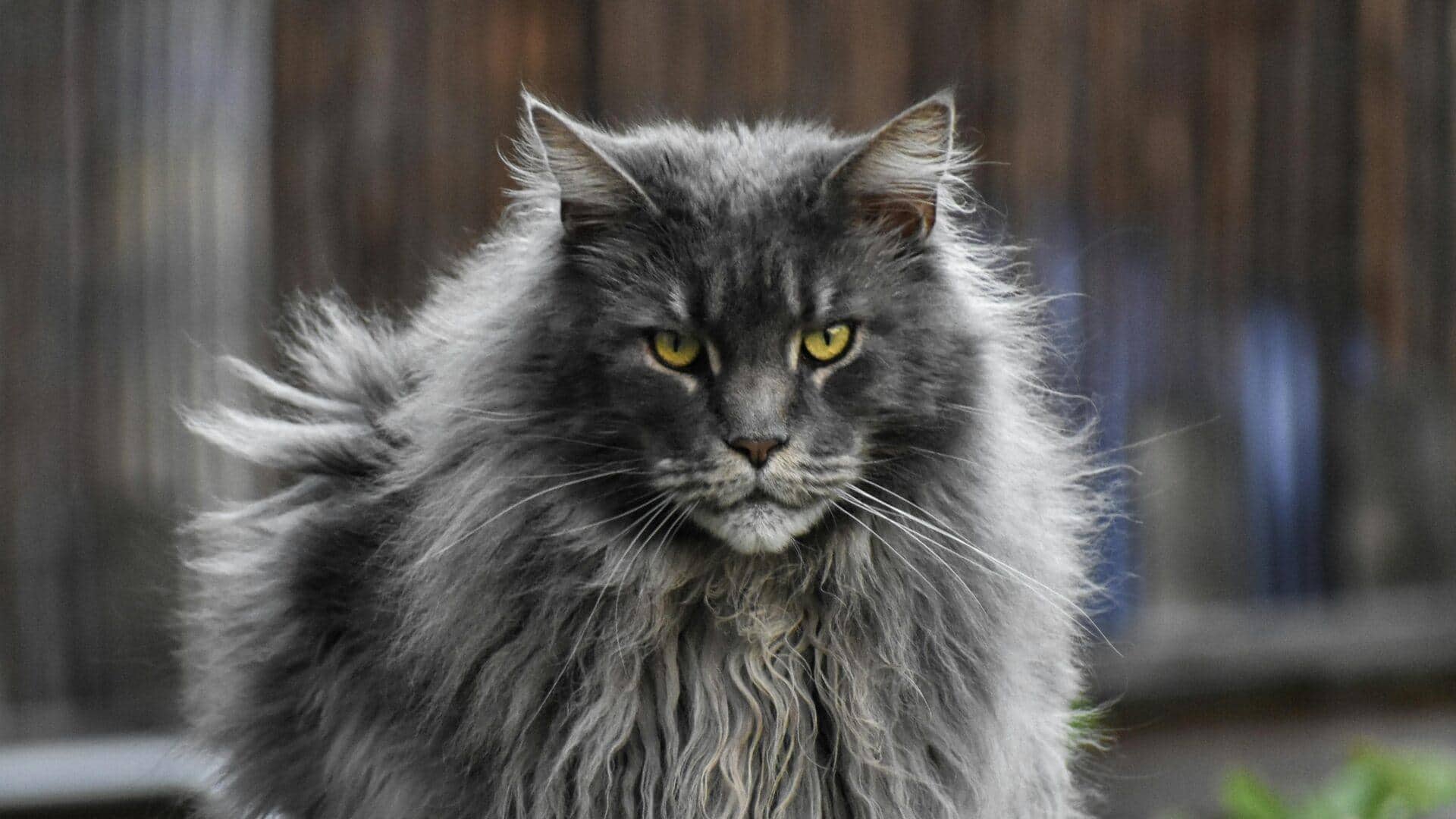 Tips Merawat Kucing Maine Coon dalam Menghadapi Perubahan Iklim Tips Merawat Kucing Maine Coon dalam Menghadapi Perubahan Iklim
