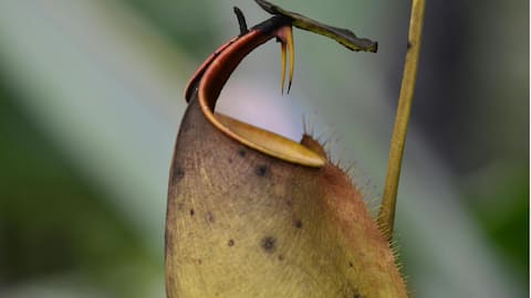 Bunga Misterius Hutan Hujan Indonesia Bunga Misterius Hutan Hujan Indonesia