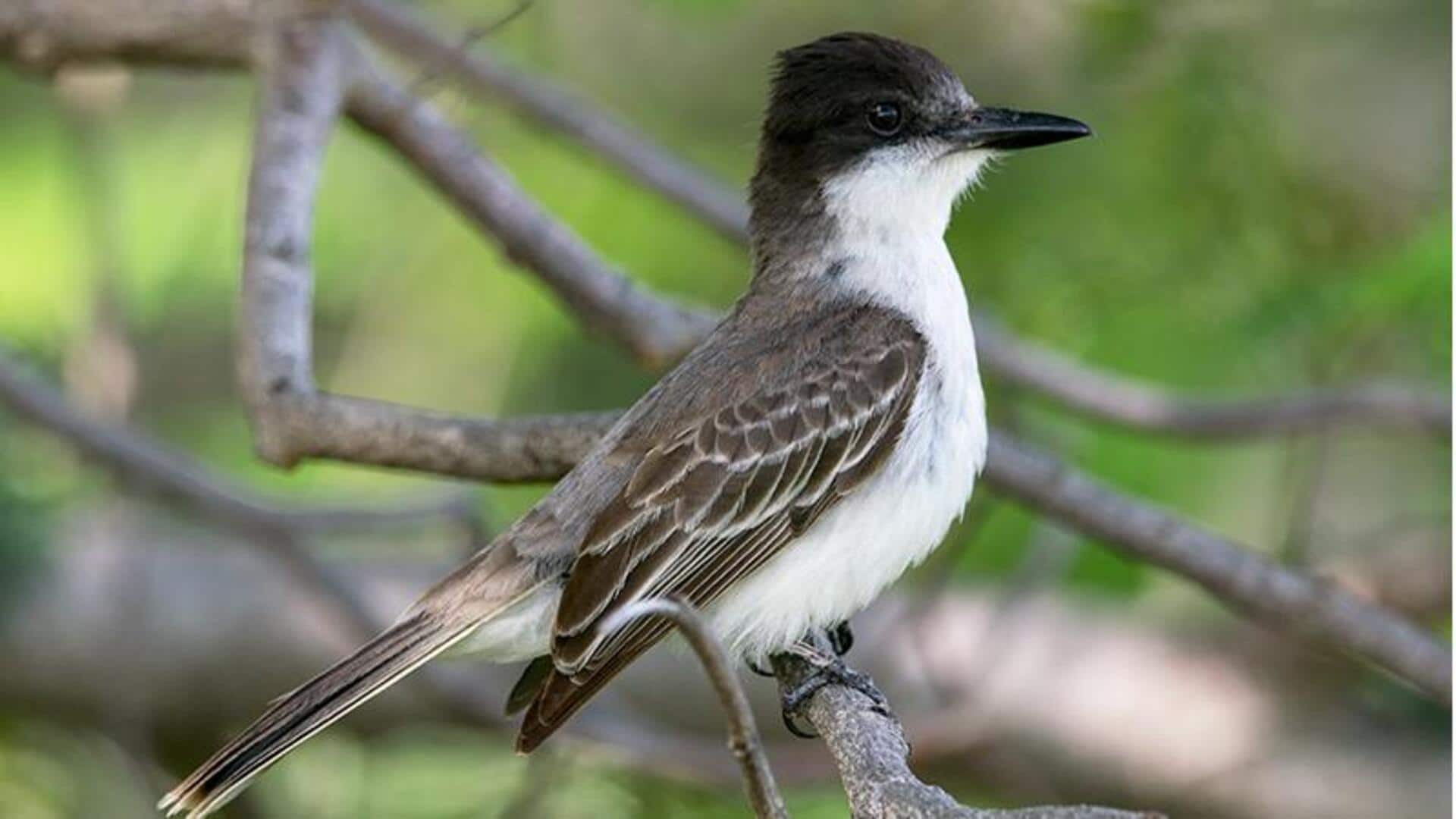 Mengungkap Komunikasi Burung Kingbird yang Misterius