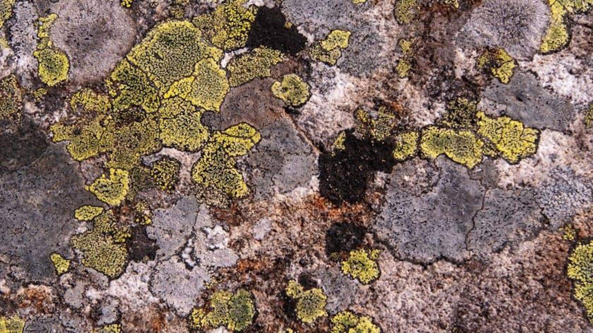 Pengaruh Lichen yang Jarang Terlihat pada Lingkungan Global