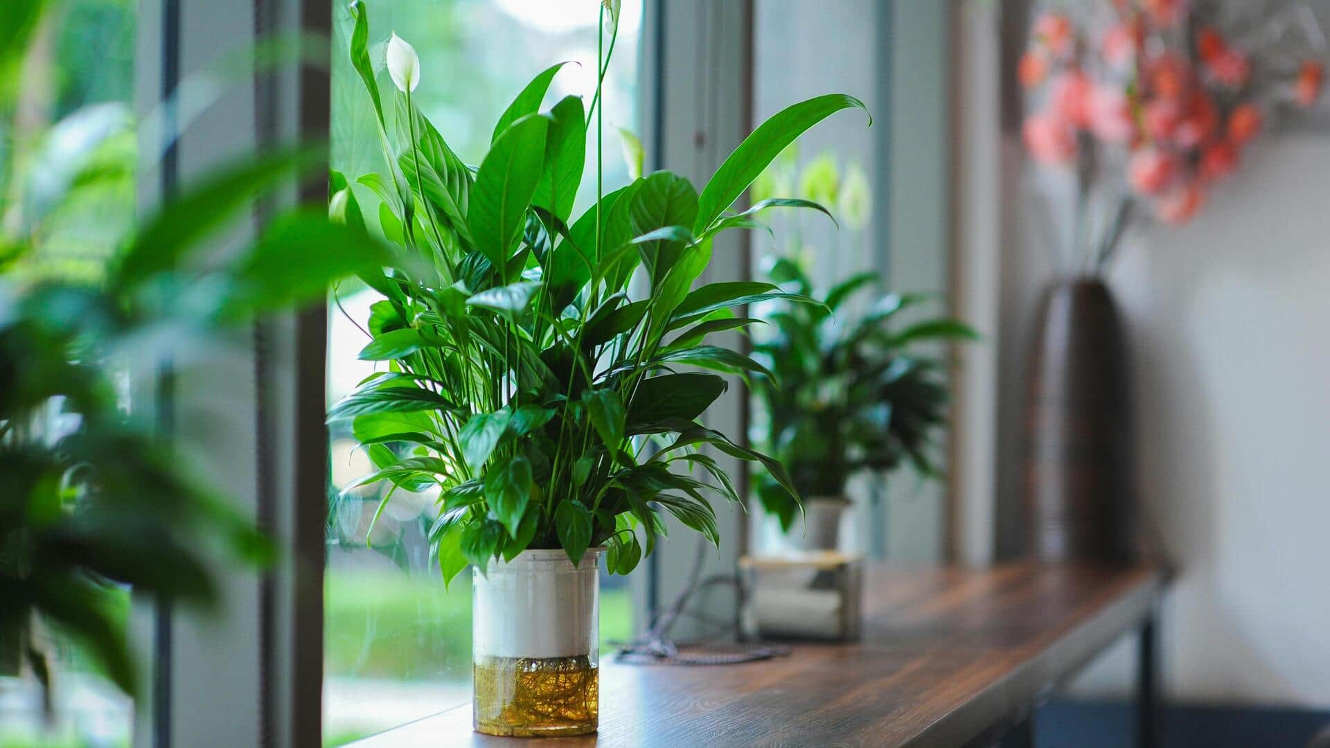 Lima cara sederhana untuk mengembangbiakkan tanaman hias di rumah