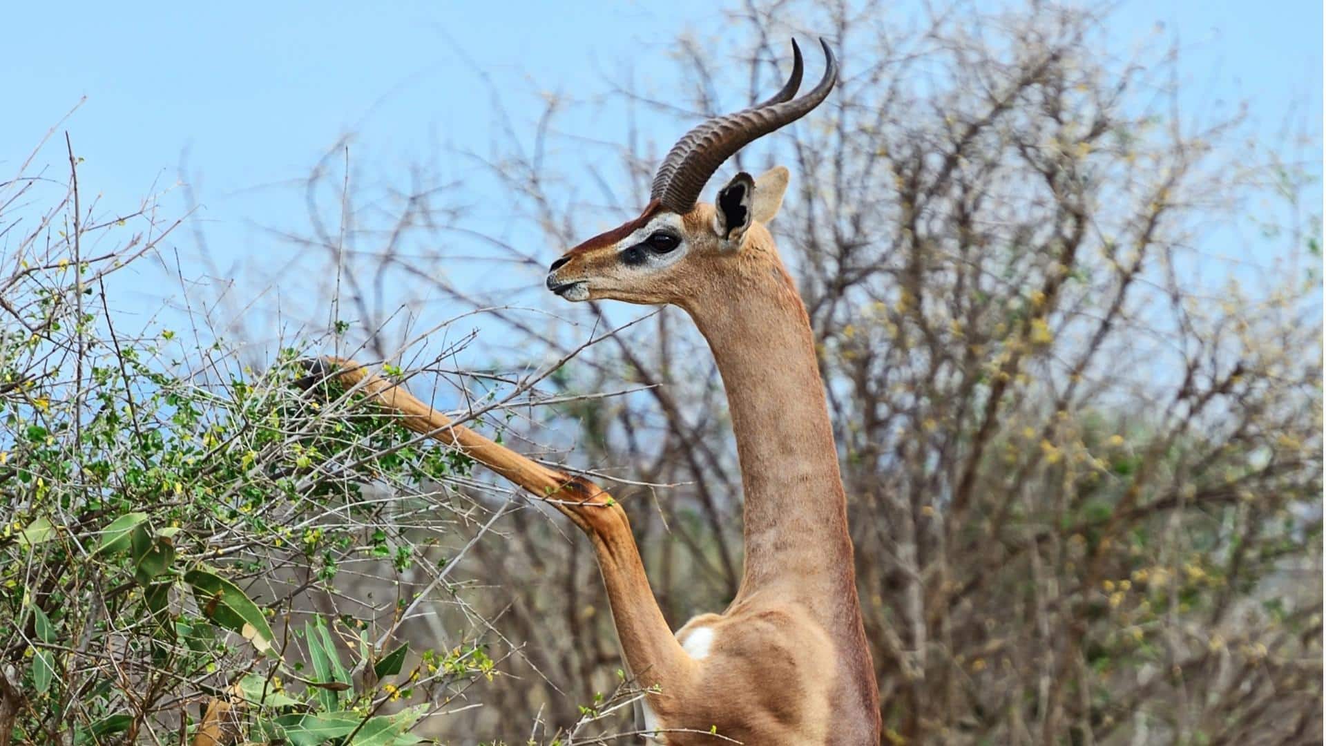 Lima Cara Rusa Berleher Panjang Memengaruhi Ekosistem Hutan