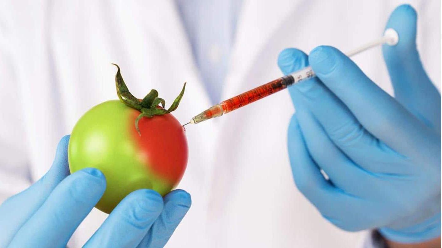 Segala sesuatu yang harus Anda ketahui tentang Organisme yang Dimodifikasi Secara Genetik atau GMO