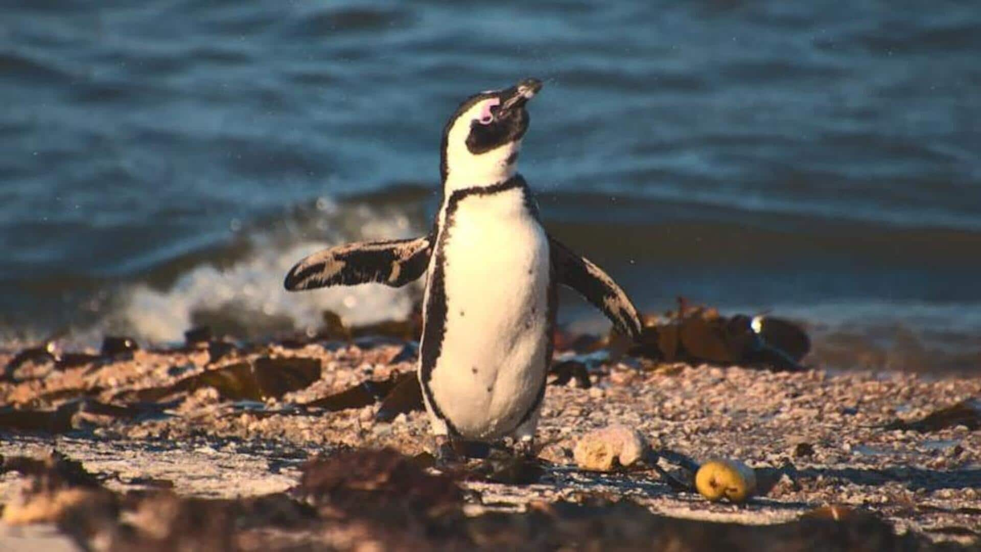 Nikmati pesona pesisir Melbourne dan parade penguin