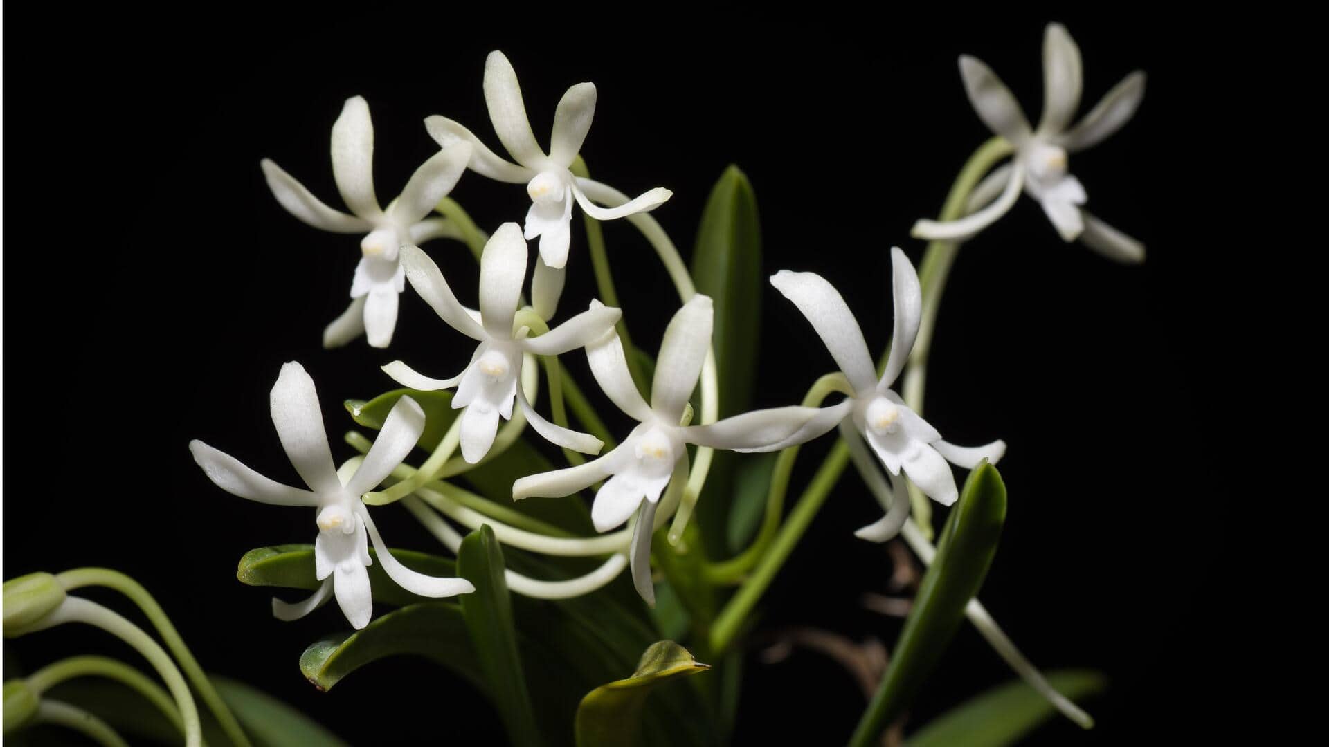 Cara Mudah Menumbuhkan Anggrek Angin di Rumah