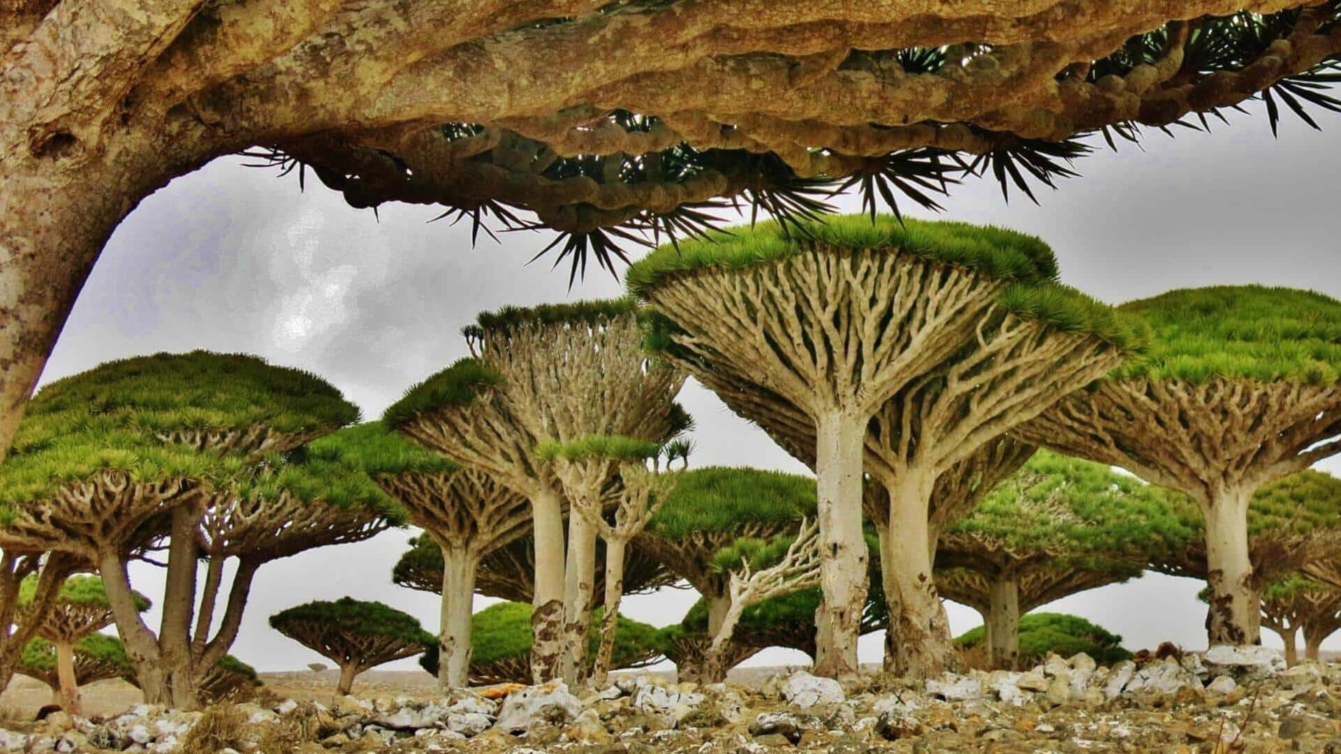 Mengungkap keindahan mistis Pulau Socotra di Yaman