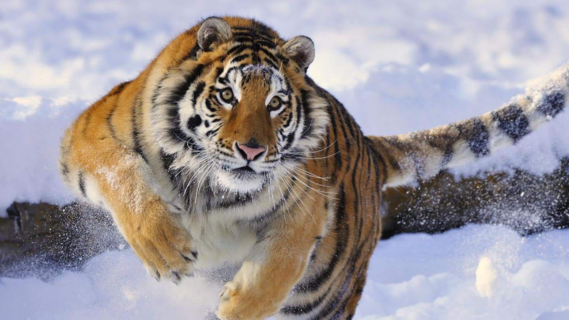 Membedah Fakta Menarik Tentang Sistem Penglihatan Harimau Membedah Fakta Menarik Tentang Sistem Penglihatan Harimau