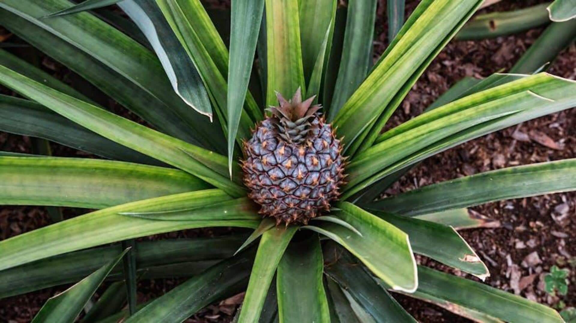 Cara Menanam Nanas dari Mahkota Nanas