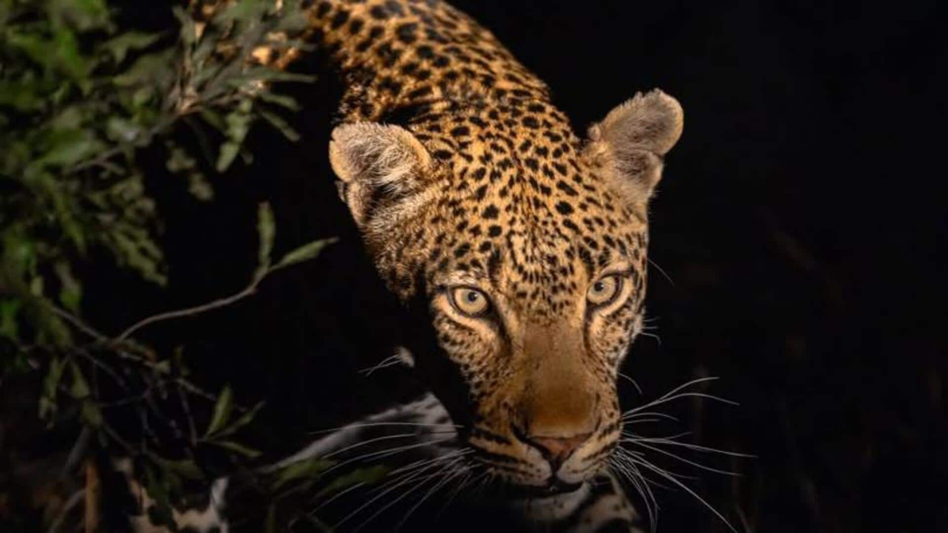 Penglihatan Malam Macan Tutul: Lima Adaptasi Evolusi yang Luar Biasa