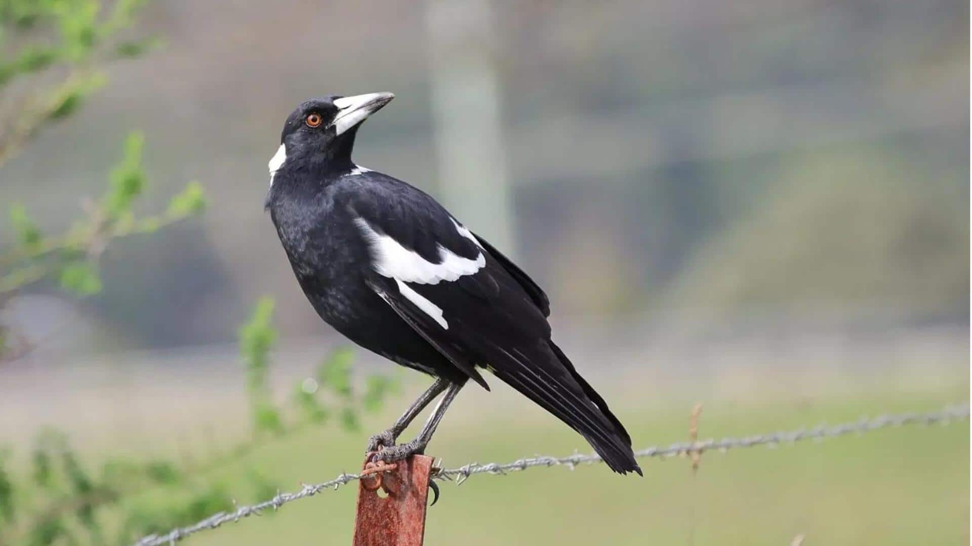 Simbolisme Magpie dalam Berbagai Budaya di Dunia