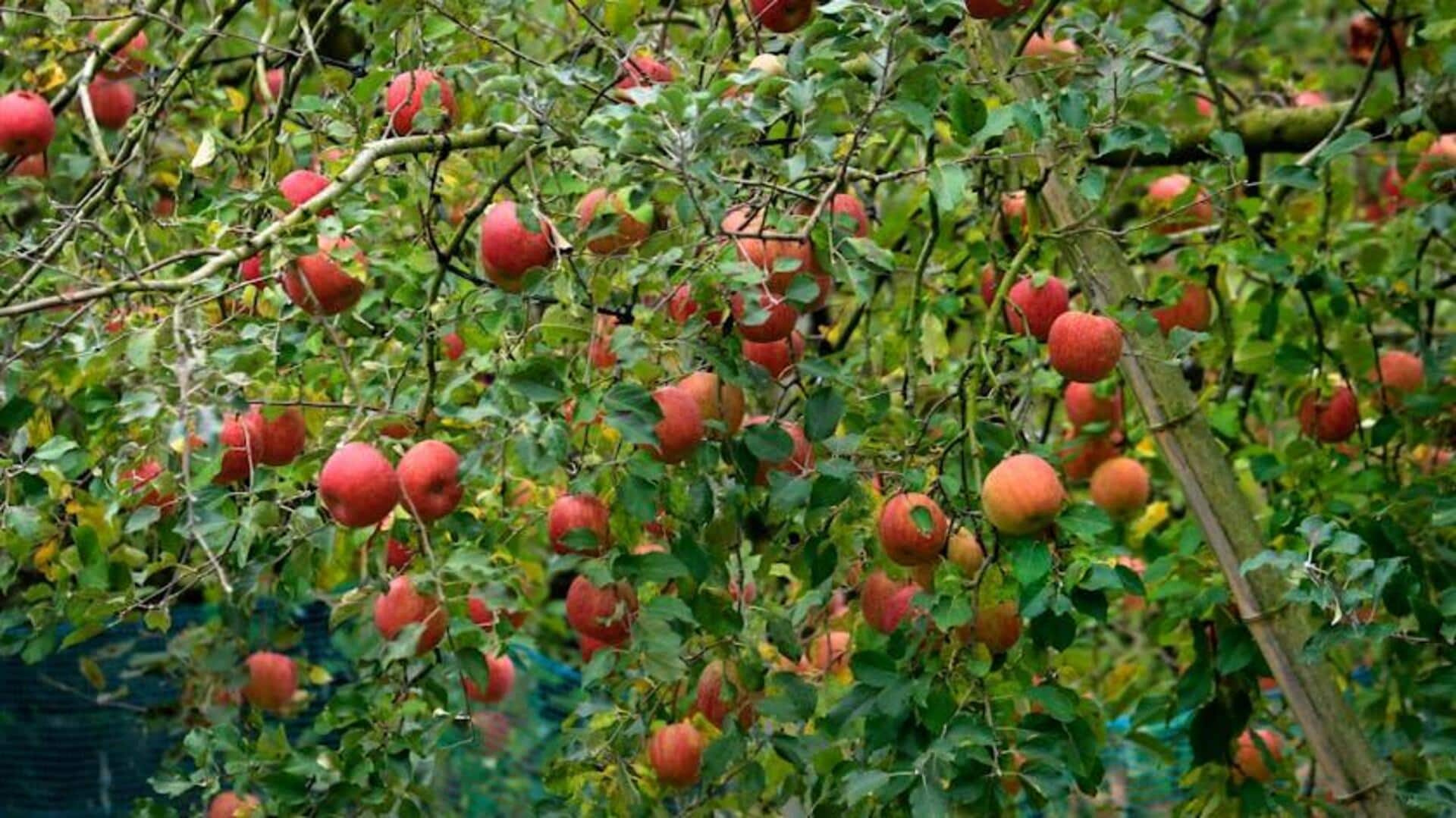 Lima Tugas yang Dikuasai Robot di Kebun Buah Global