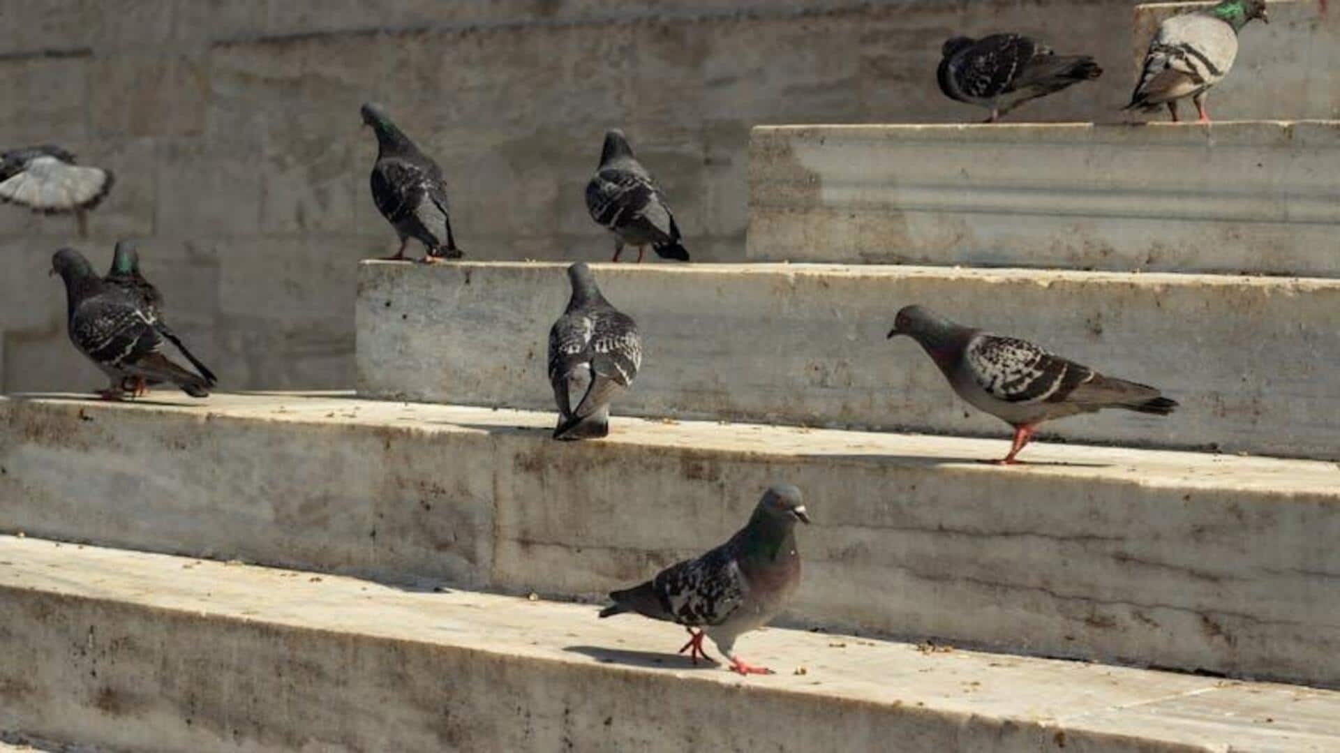 Pengaruh Kota Pada Pola Migrasi Burung