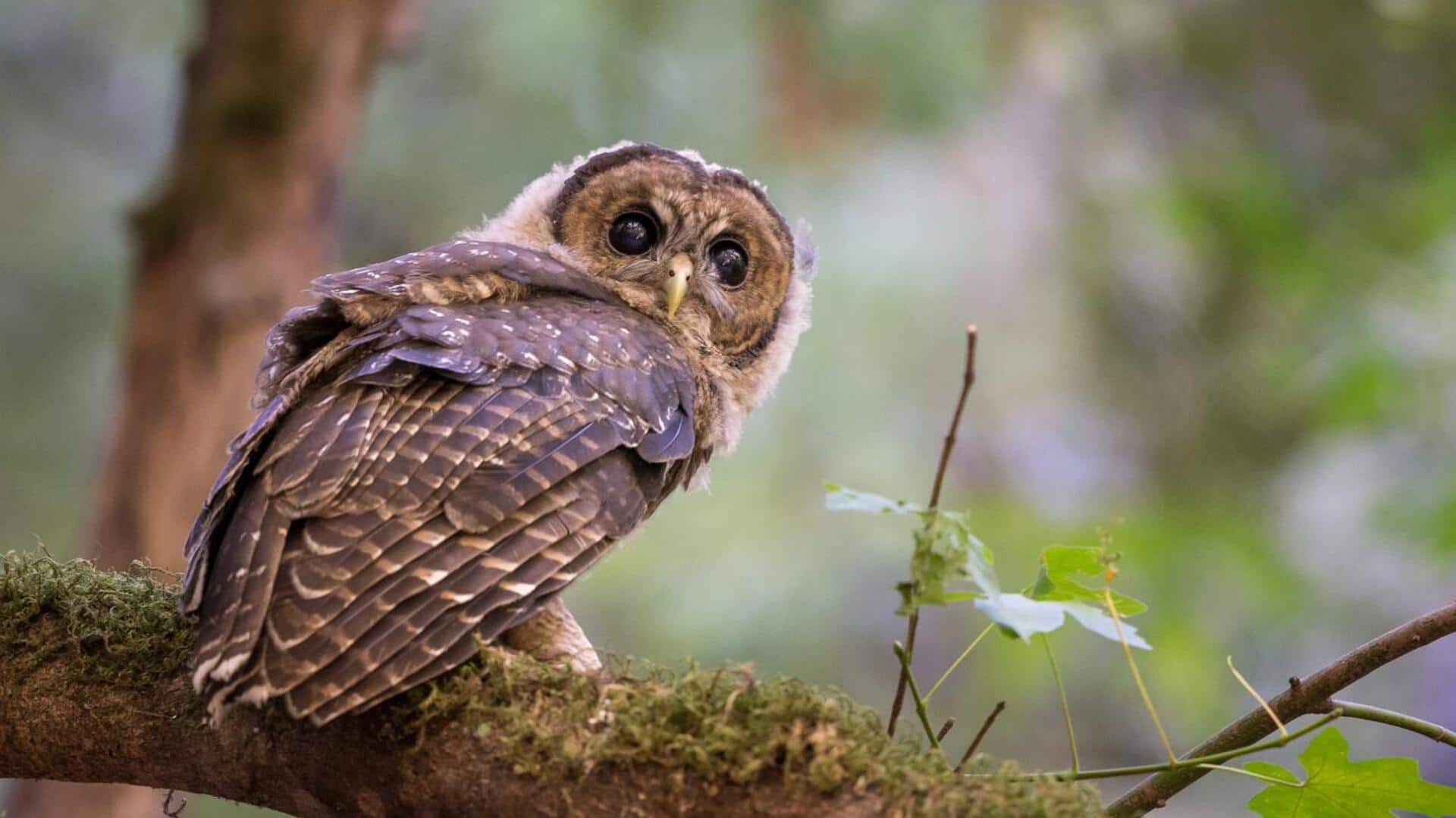 Habitat Burung Hantu: Desain Cerdas untuk Bertahan Hidup