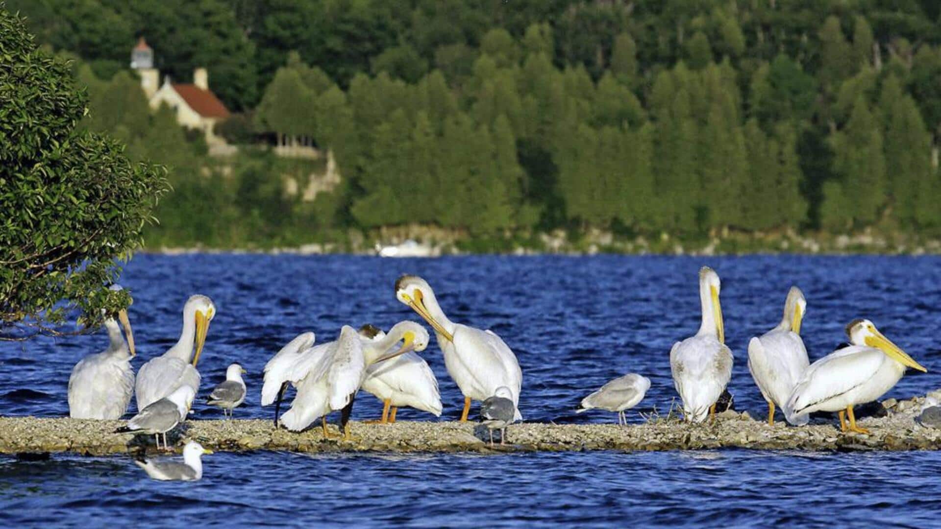 Peran Pelikan dalam Menjaga Ekosistem di Area Pesisir
