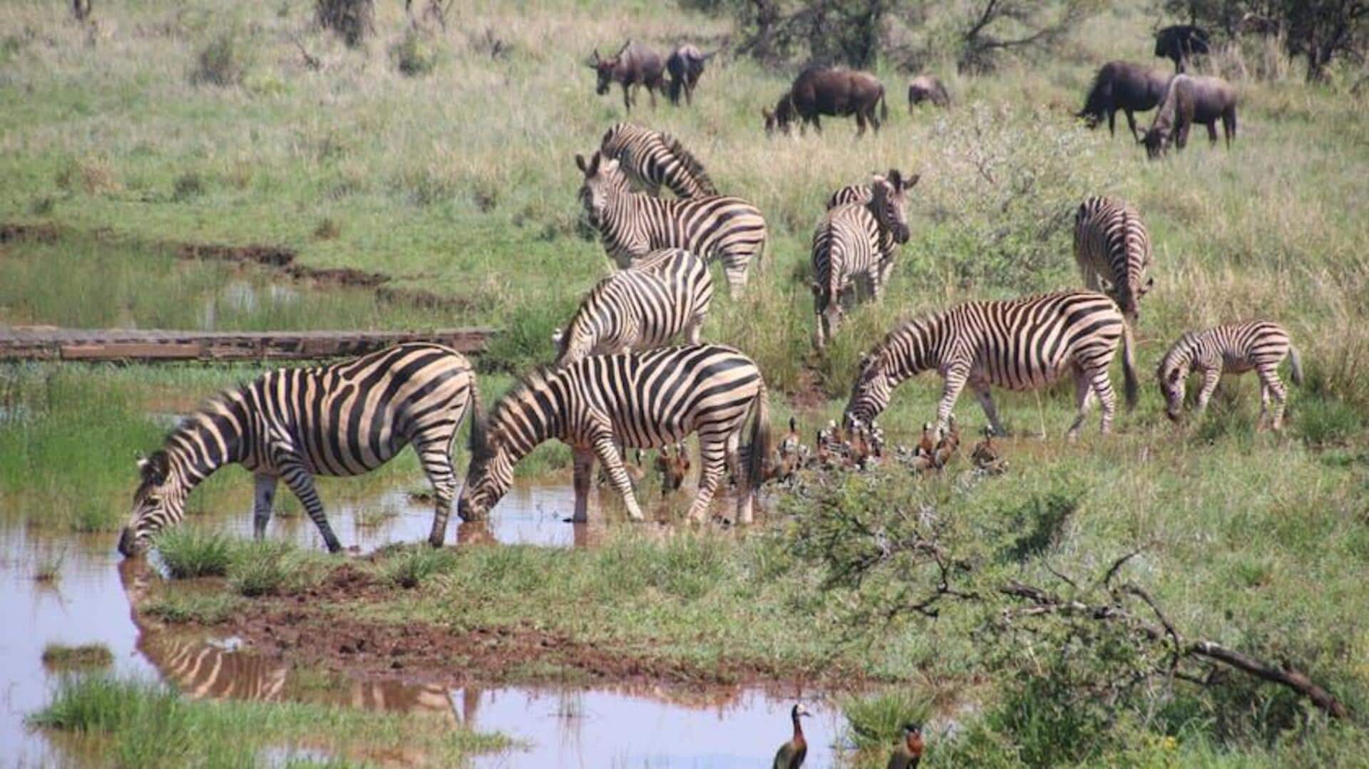 Drone dalam Konservasi Satwa Liar: Pelajaran Global