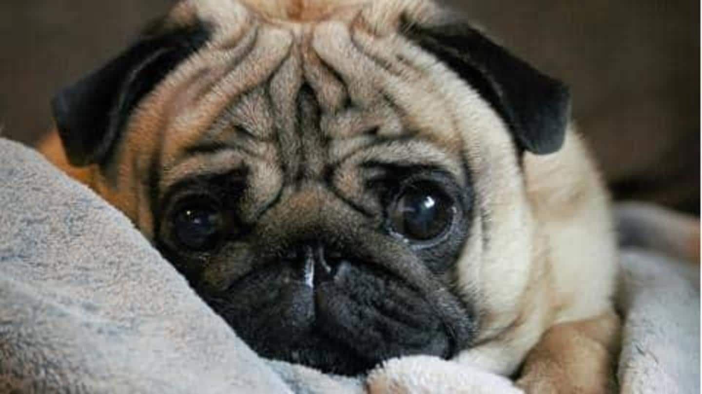 Menurut penelitian, anjing menangis saat bertemu kembali dengan pemiliknya