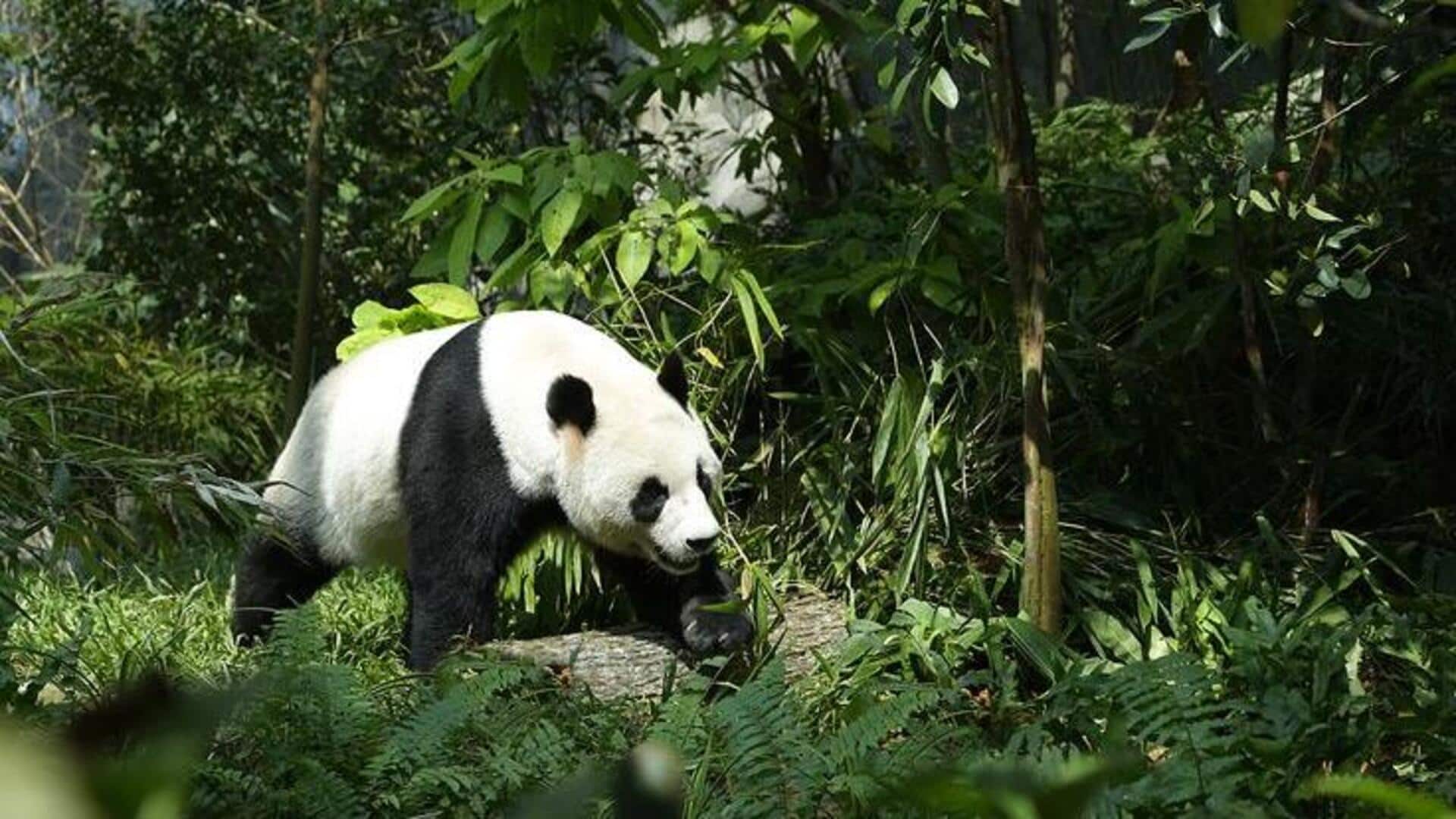 Rahasia Menarik dari Habitat Panda yang Mungkin Belum Anda Ketahui