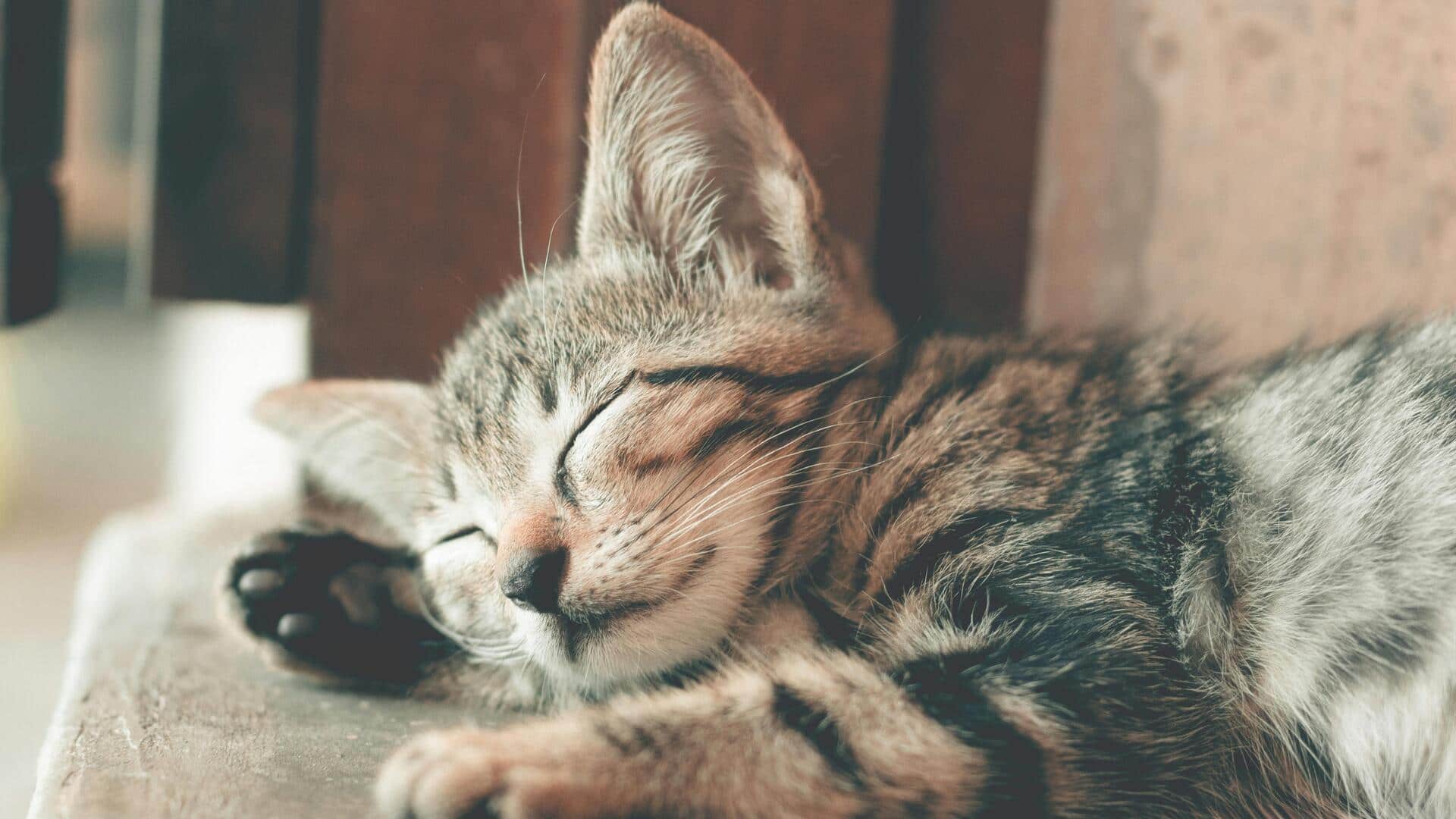 Lima Alasan Ilmiah Kucing Menyukai Ruang Kerja Manusia