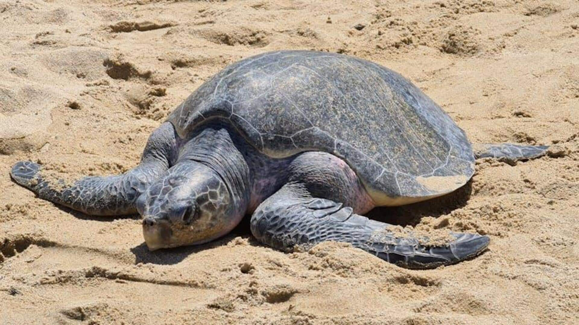 Menjelajahi Pantai Sarang Penyu Olive Ridley di Odisha, India