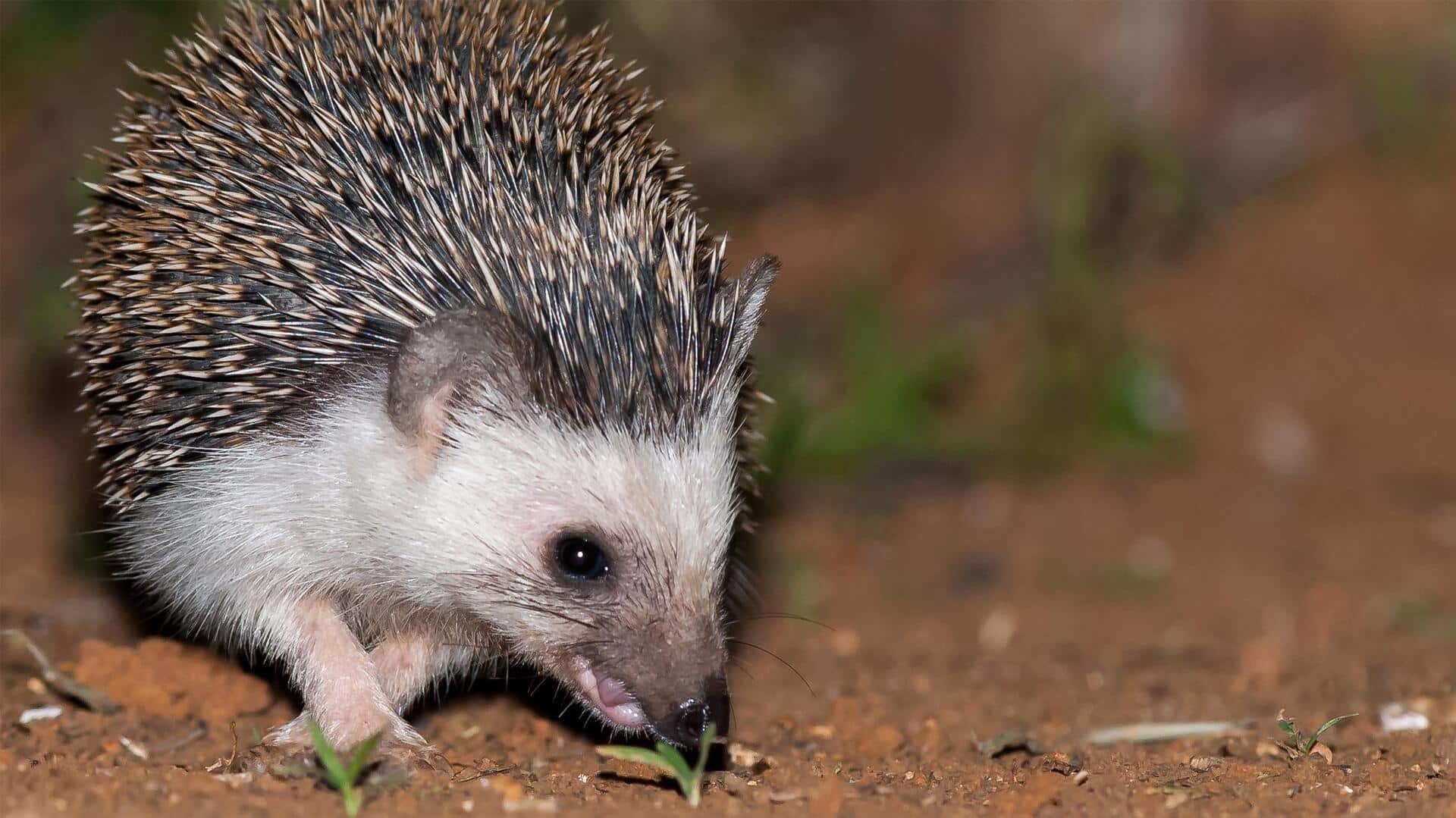 Mengamati Komunikasi dan Perilaku Sosial Landak